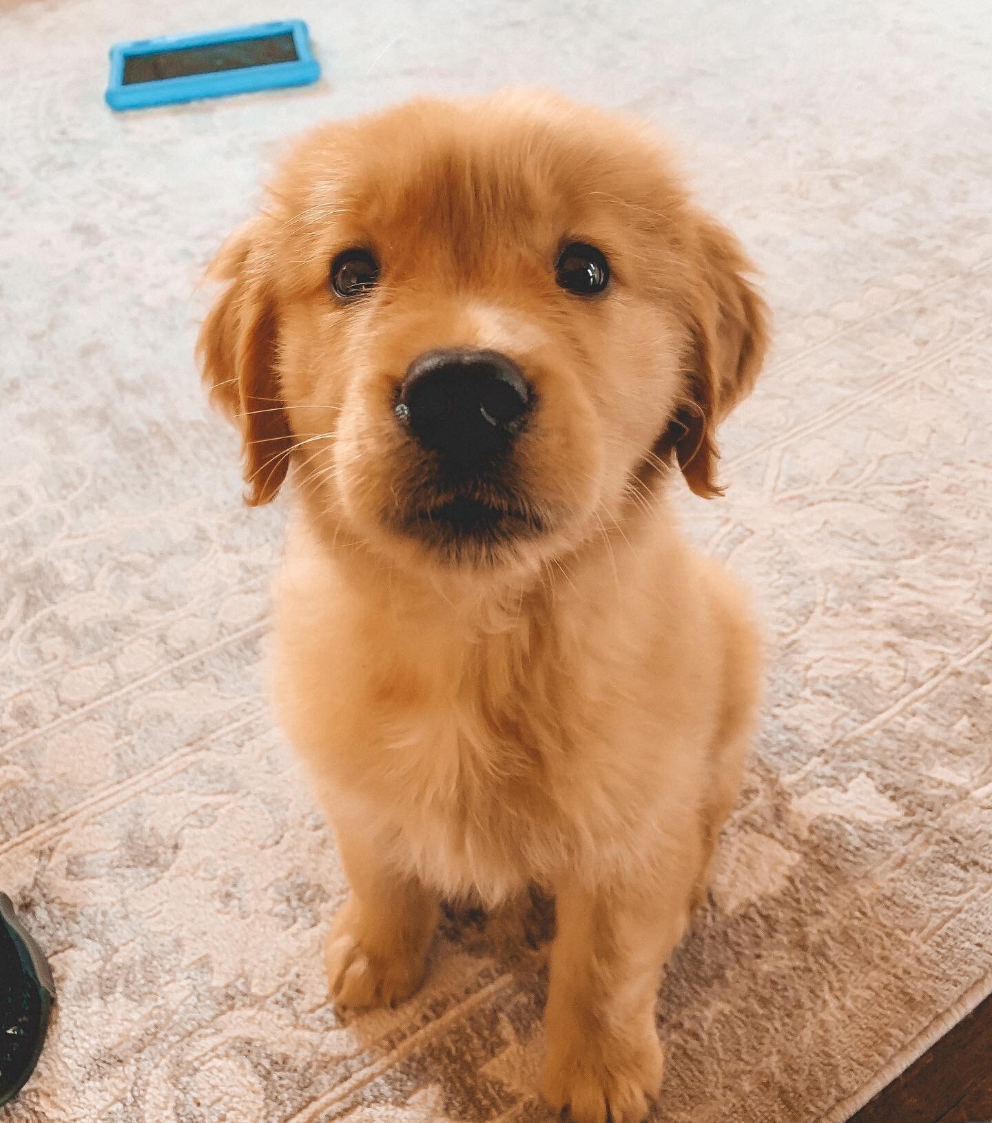 Happy Friday; may it be golden!✨

Excited to welcome Angus, &ldquo;Gus&rdquo;, to @ninetofivecanine puppy lessons! While already a good boy, training will help him stay that way!

#ninetofivecanine #puppytraining #capecoddogtrainer #newpuppy #bostond