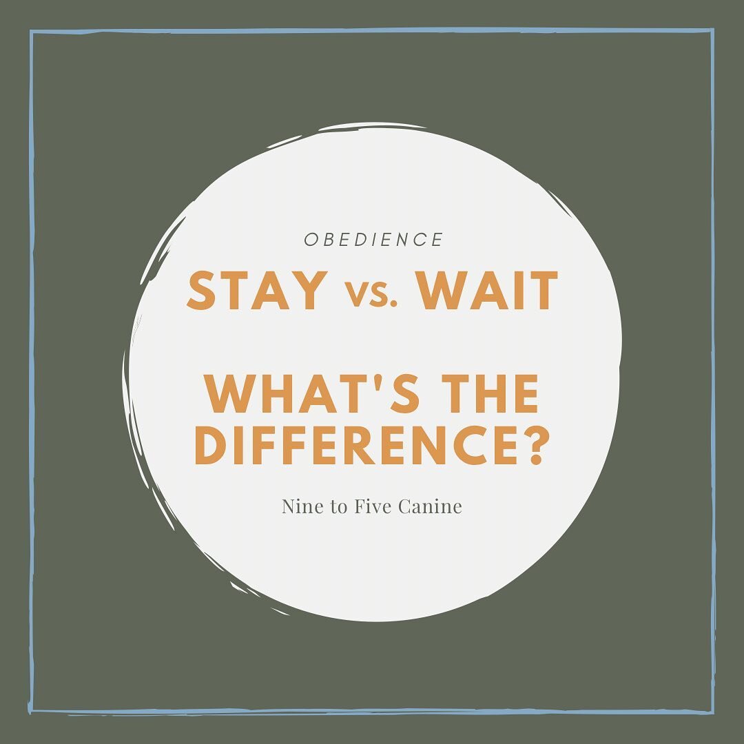 Yes there is a difference! The stay and wait commands, while similar, have a key difference.

🐾 You ALWAYS return back to your dog in a &ldquo;stay&rdquo; position. The command is not complete until you as the handler return to your dog and give the