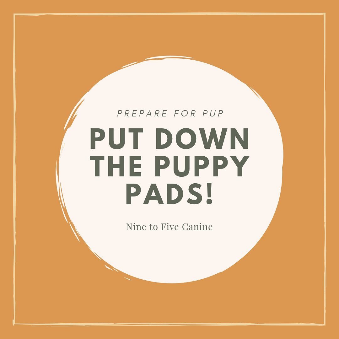 Stop making it harder than it needs to be!

Puppy pads, while great in theory, actually complicate the process of potty training.

🐾 If you are thinking or planning to use puppy pads for your new pup I urge you to rethink this decision!

🐾 Once a p
