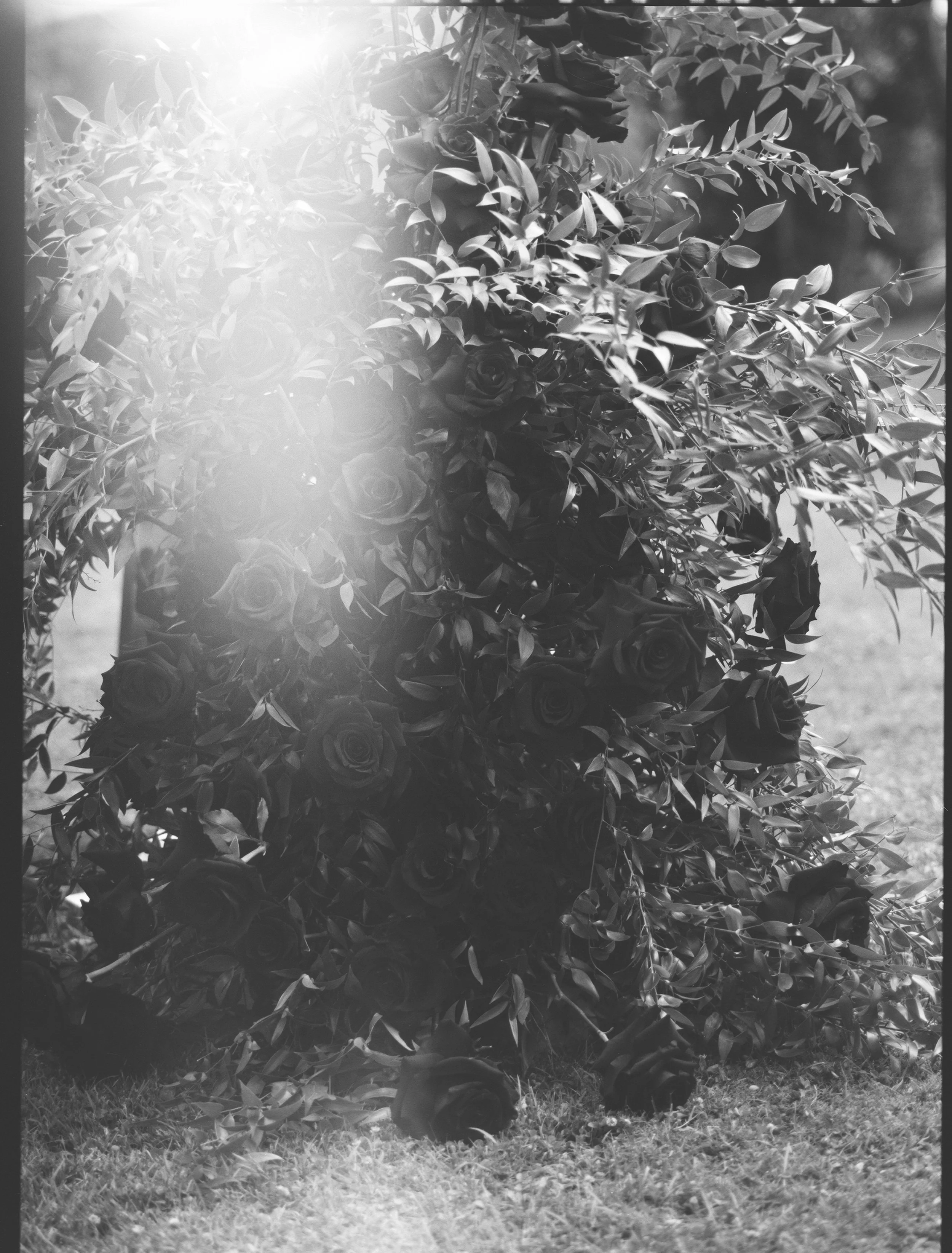 EclecticEleganceLLC-Tuscany-Wedding-FILM-278.jpg