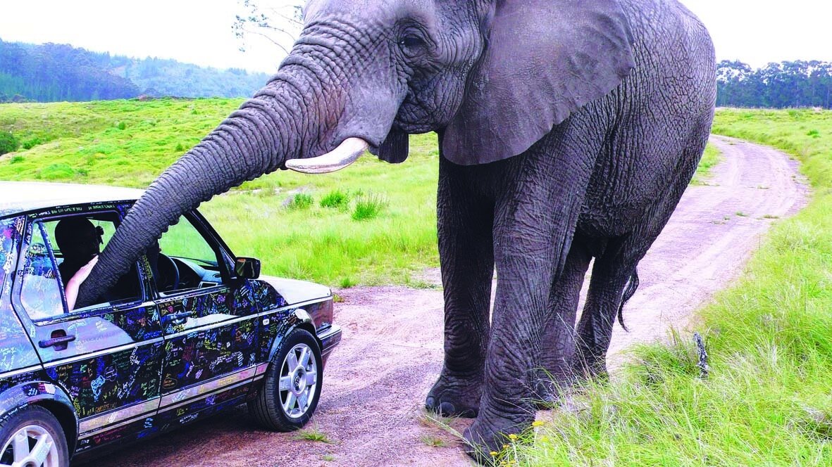Goodbye_Citi_Elephant_1181_1181.jpg