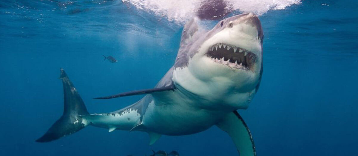 Carouselle_1200x525_0000_5_0002_Great_white_shark.jpeg