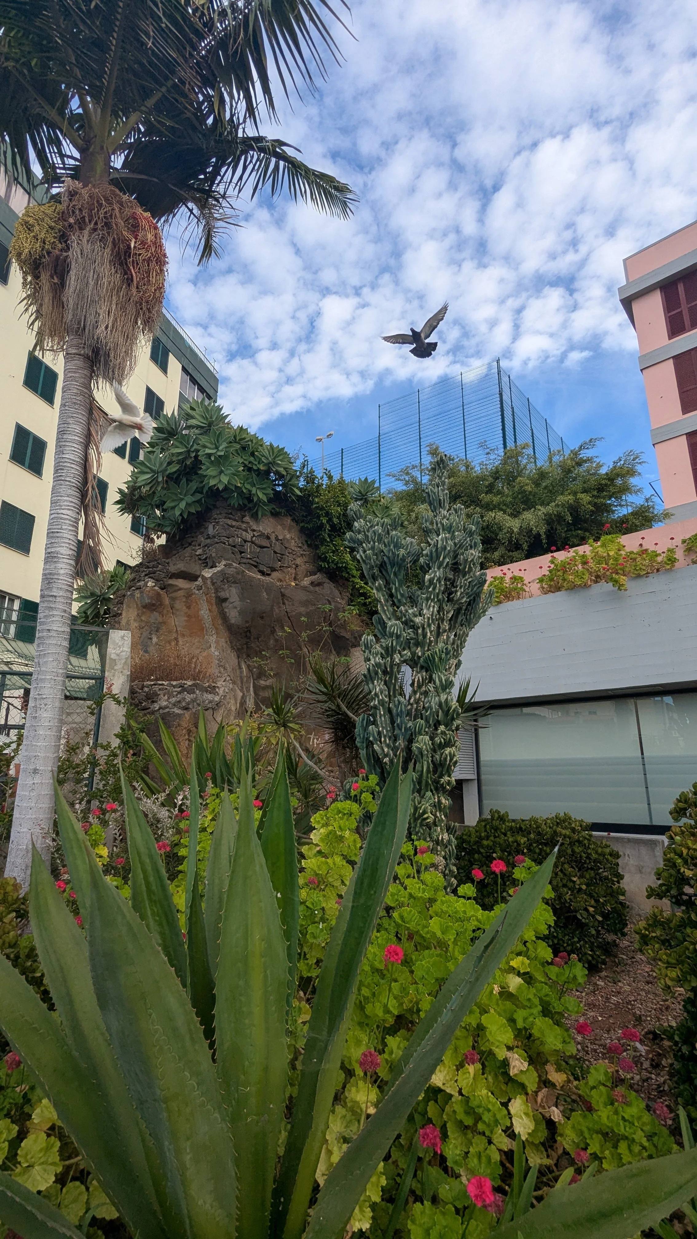 bird overhead in Funchal.jpg