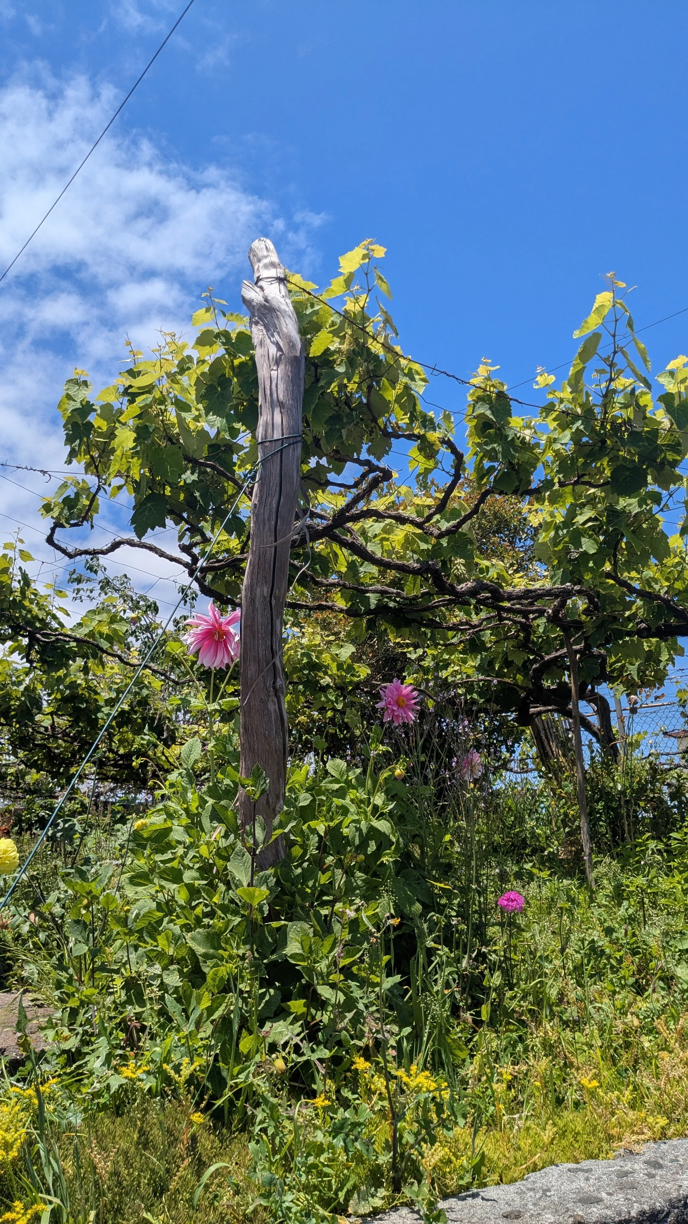 overhead vines Madeira.jpg