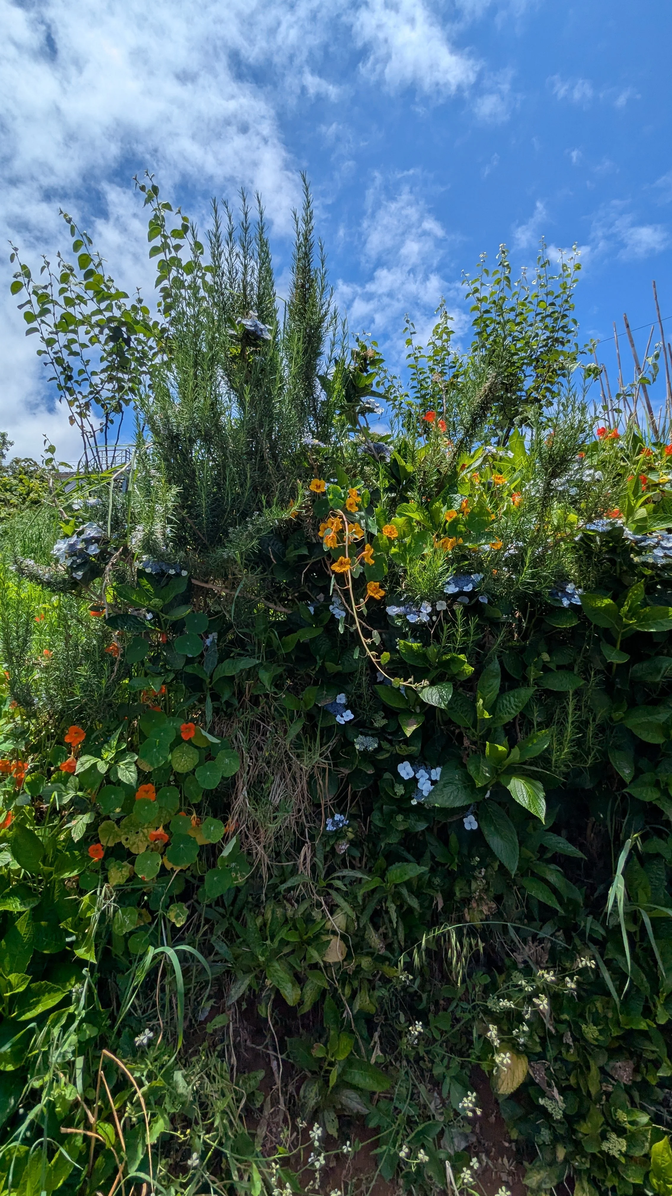 nature's bouquet.jpg