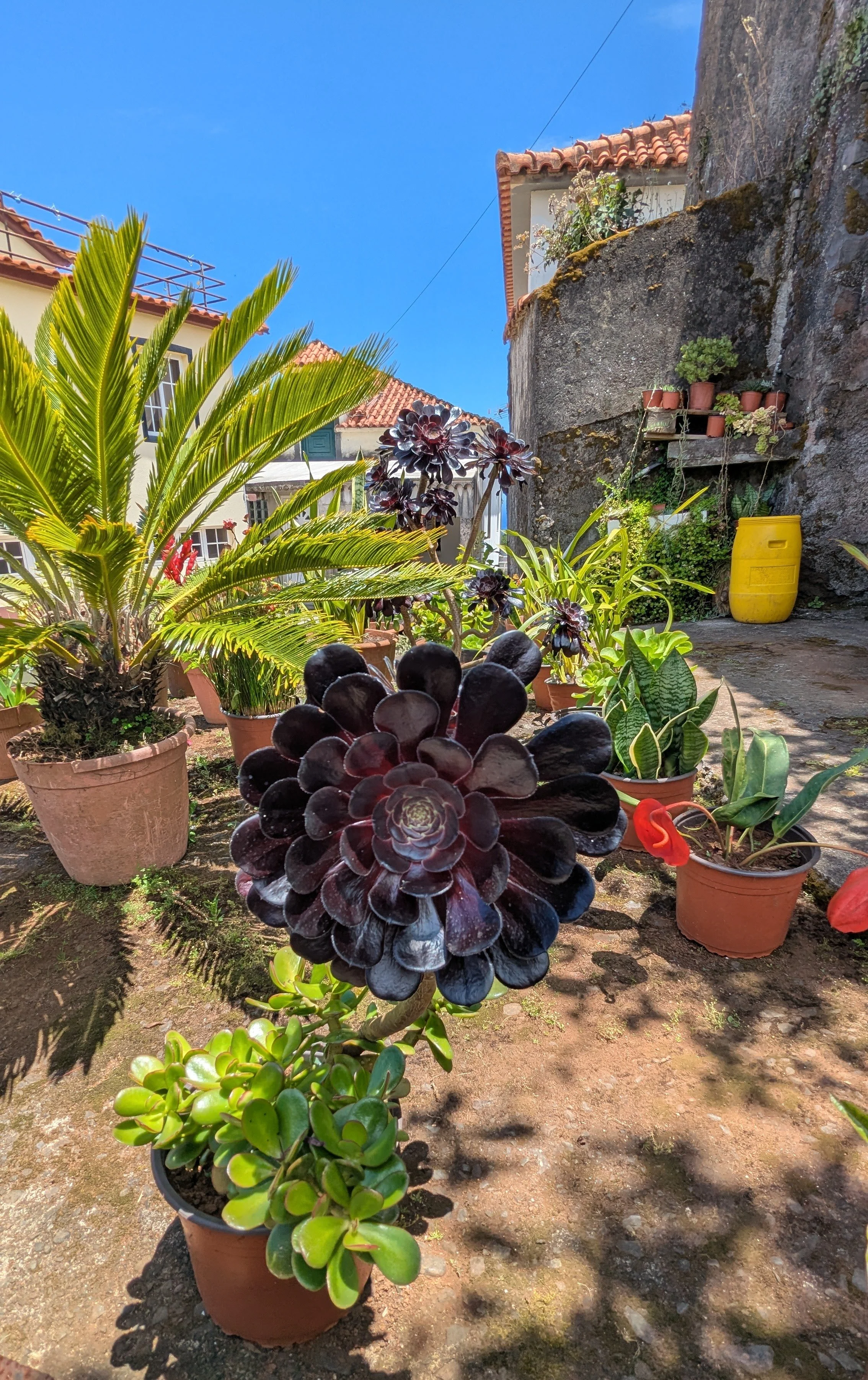 Santana garden.jpg