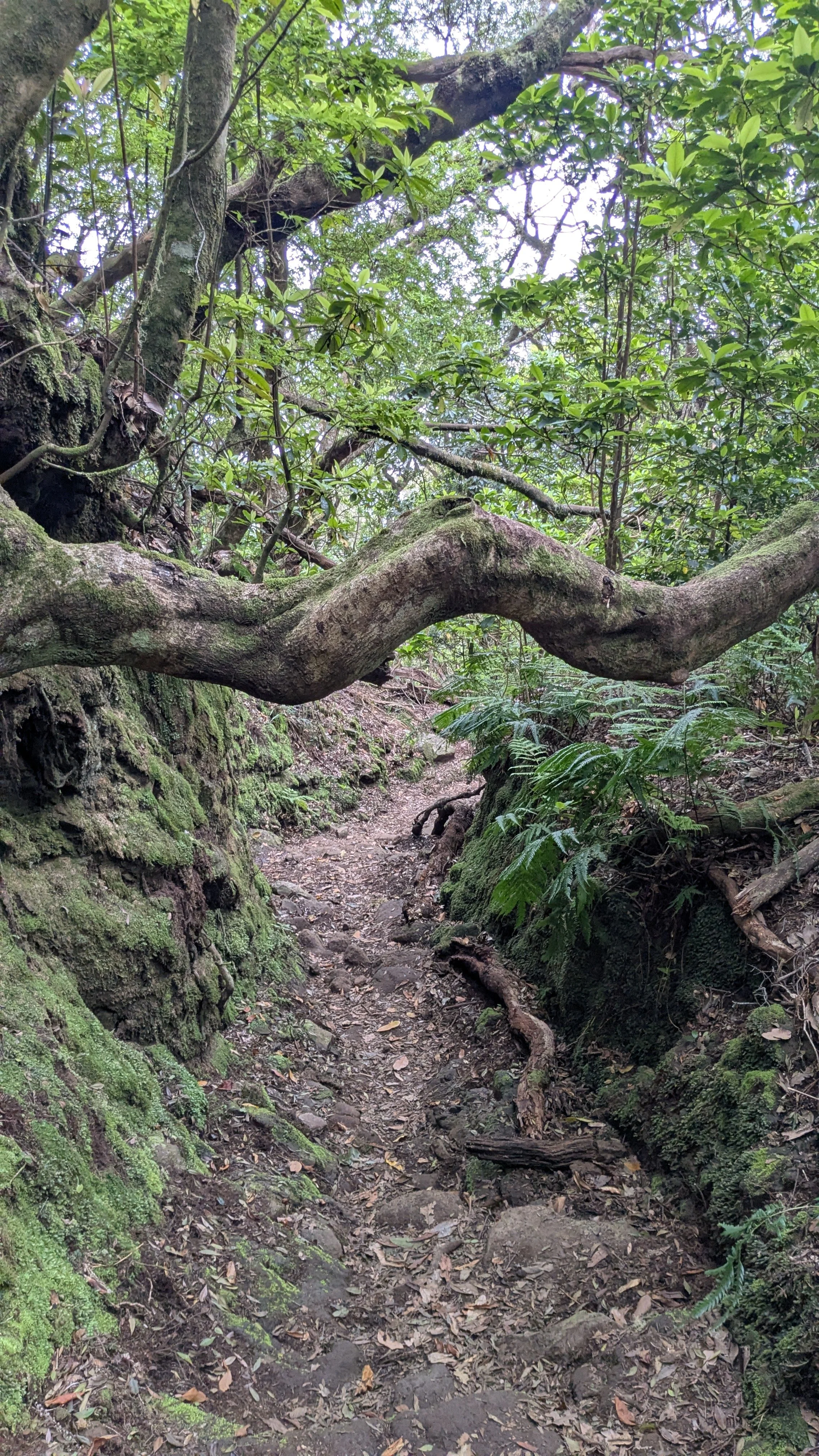 laurel forests.jpg