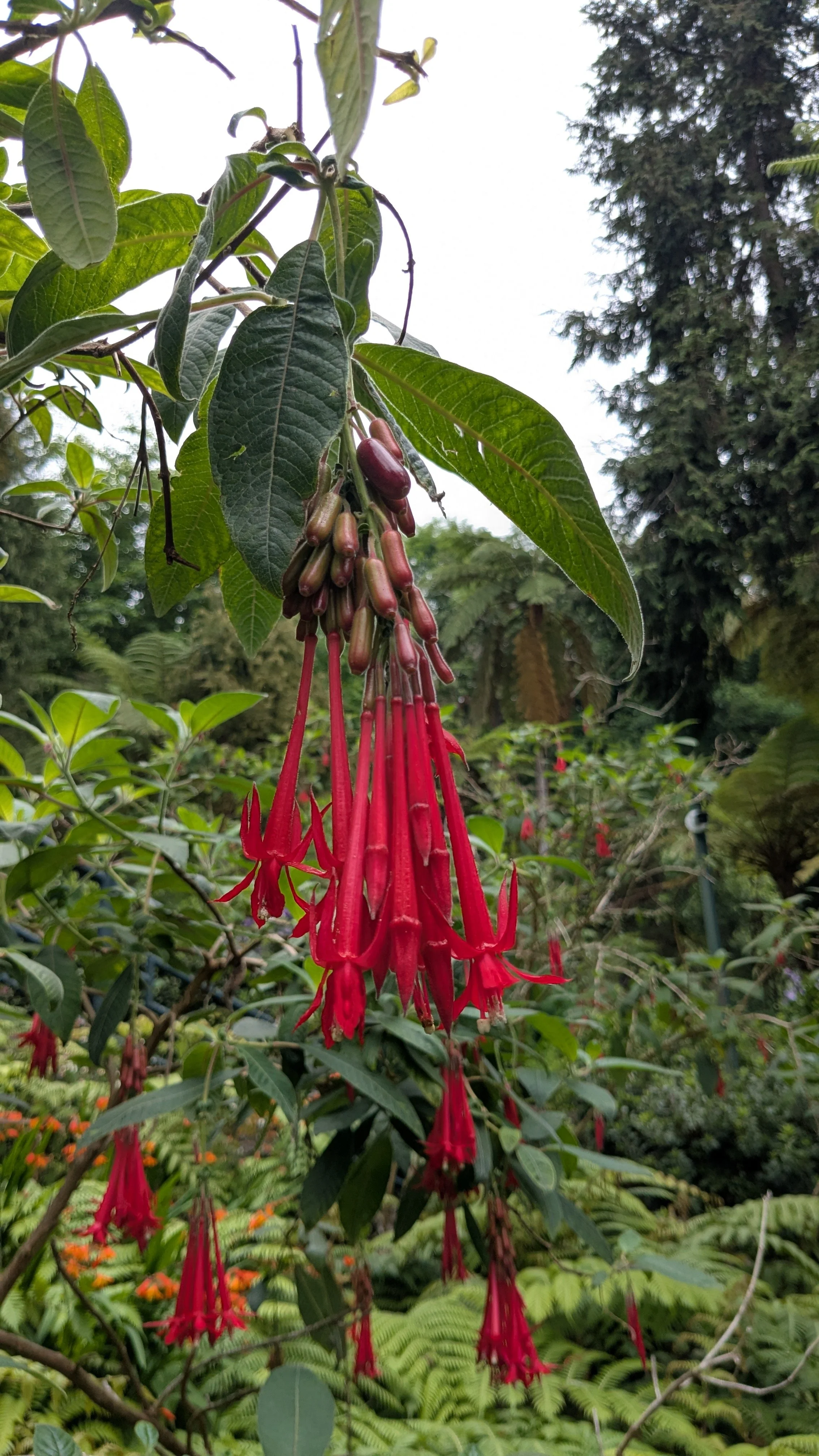 botanical garden.jpg