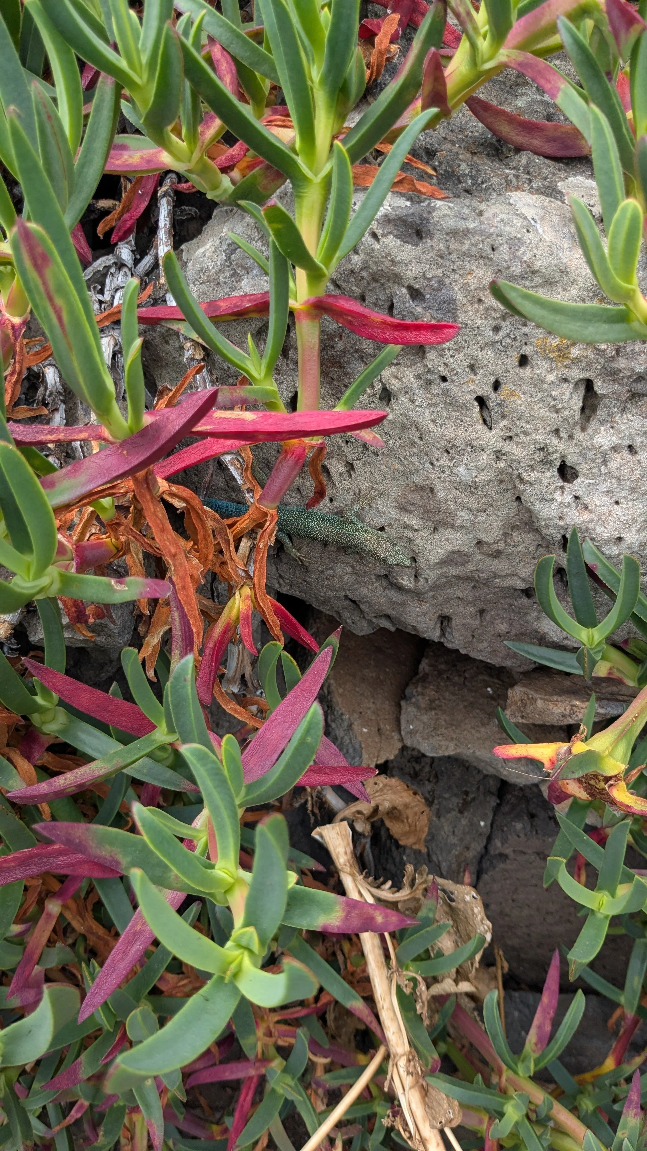 interesting cacti.jpg