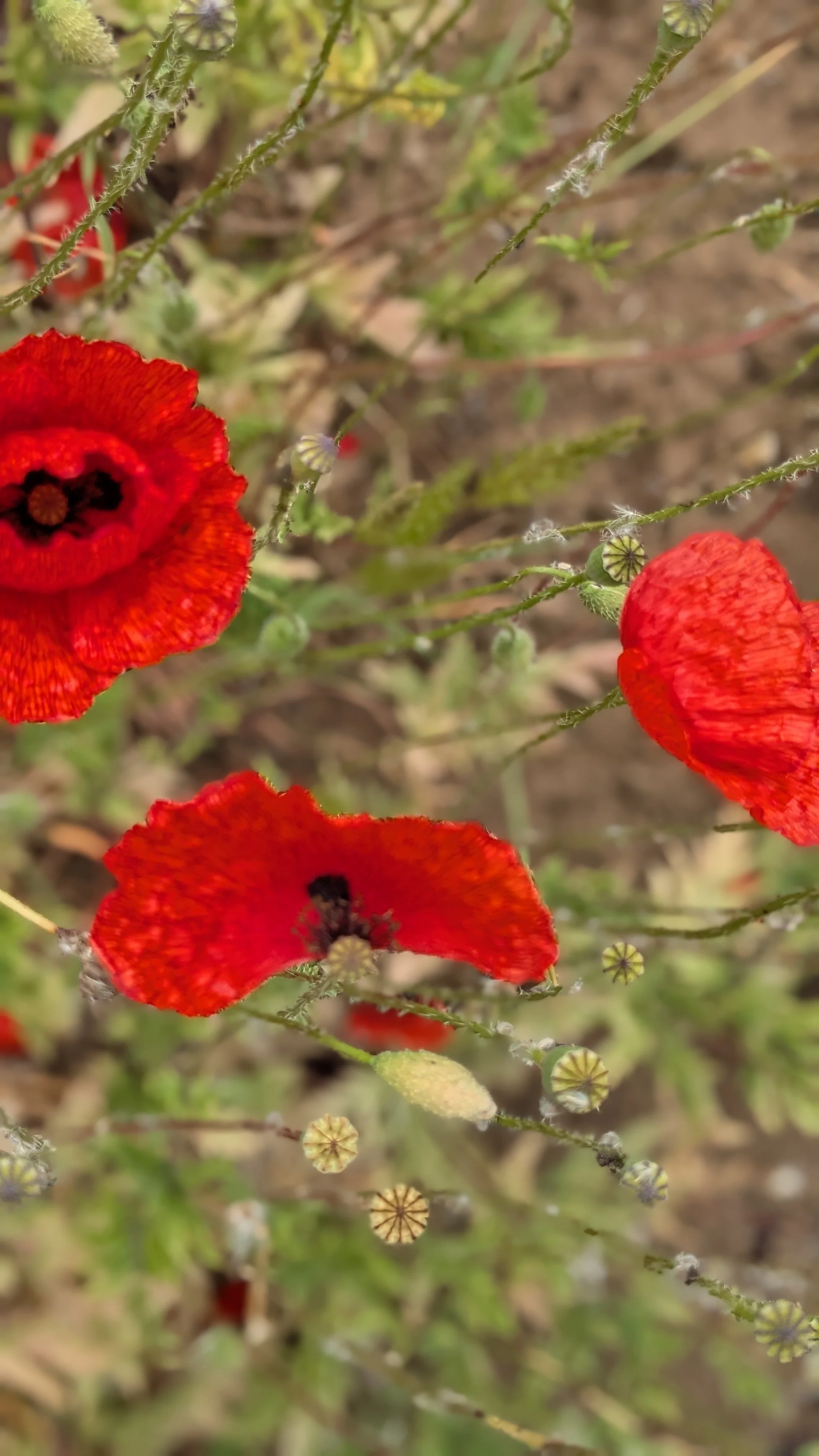 wild poppies.jpg