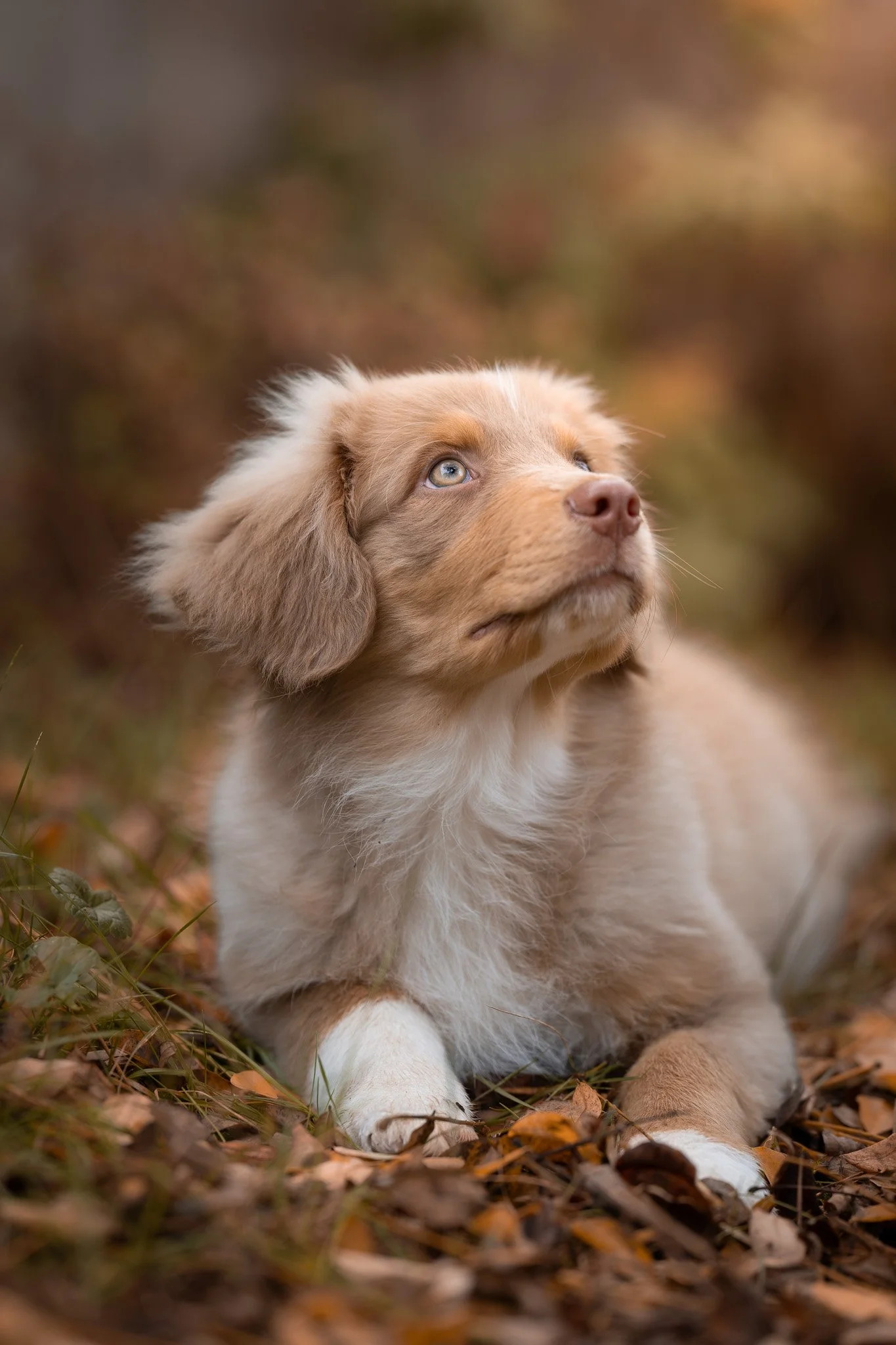 Portrait d’un chiot berger australien allongé dans les feuilles mortes en automne, regard tourné vers le ciel, séance photo animalière à Metz.
