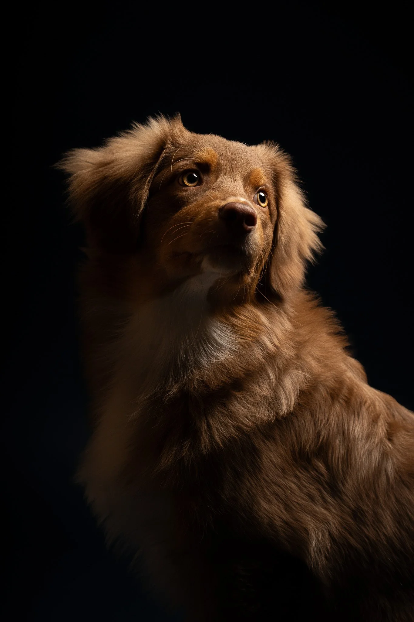Portrait rapproché d’un chien marron en studio, regard de côté, réalisé par photographe animalier à Metz.