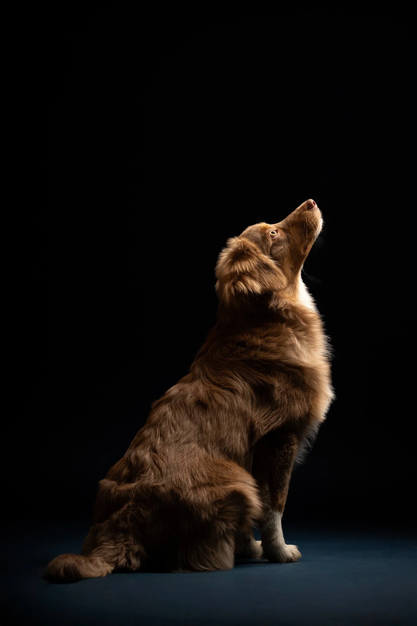 Photographie artistique d’un chien marron en studio, portrait animalier avec éclairage dramatique réalisé par photographe professionnel à Metz.