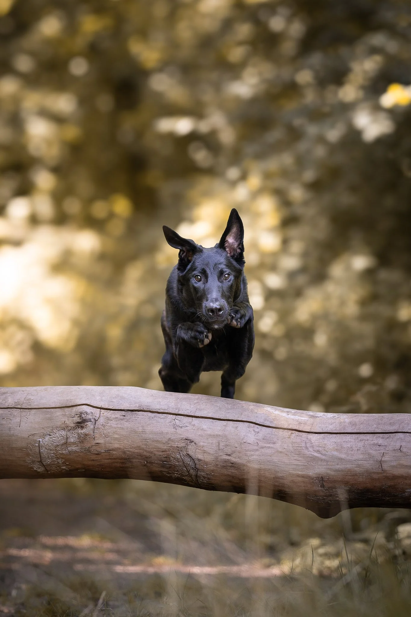 Portrait en extérieur d’un chien noir sur un tronc, réalisé à Metz par Jonathan Chretien, photographe animaux.