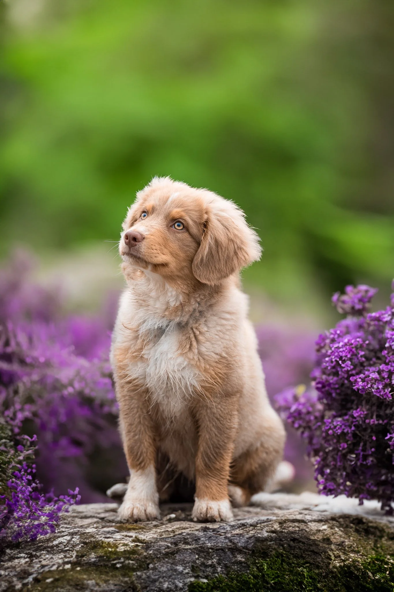 Portrait d’un chiot Berger Australien assis sur un rocher, entouré de fleurs violettes, photographie animalière en extérieur à Metz par photographe professionnel.