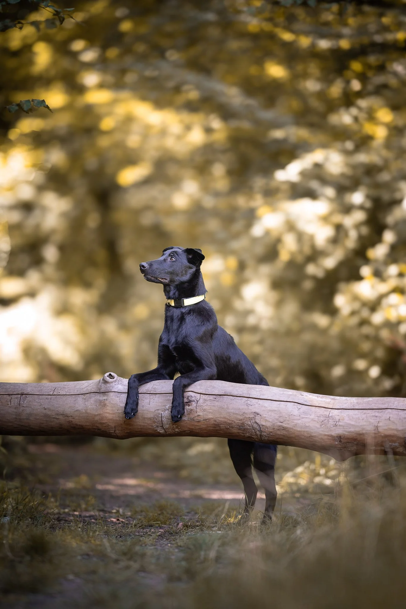 Chien noir sautant par-dessus un tronc en extérieur à Metz, photo animalière par Jonathan Chretien.