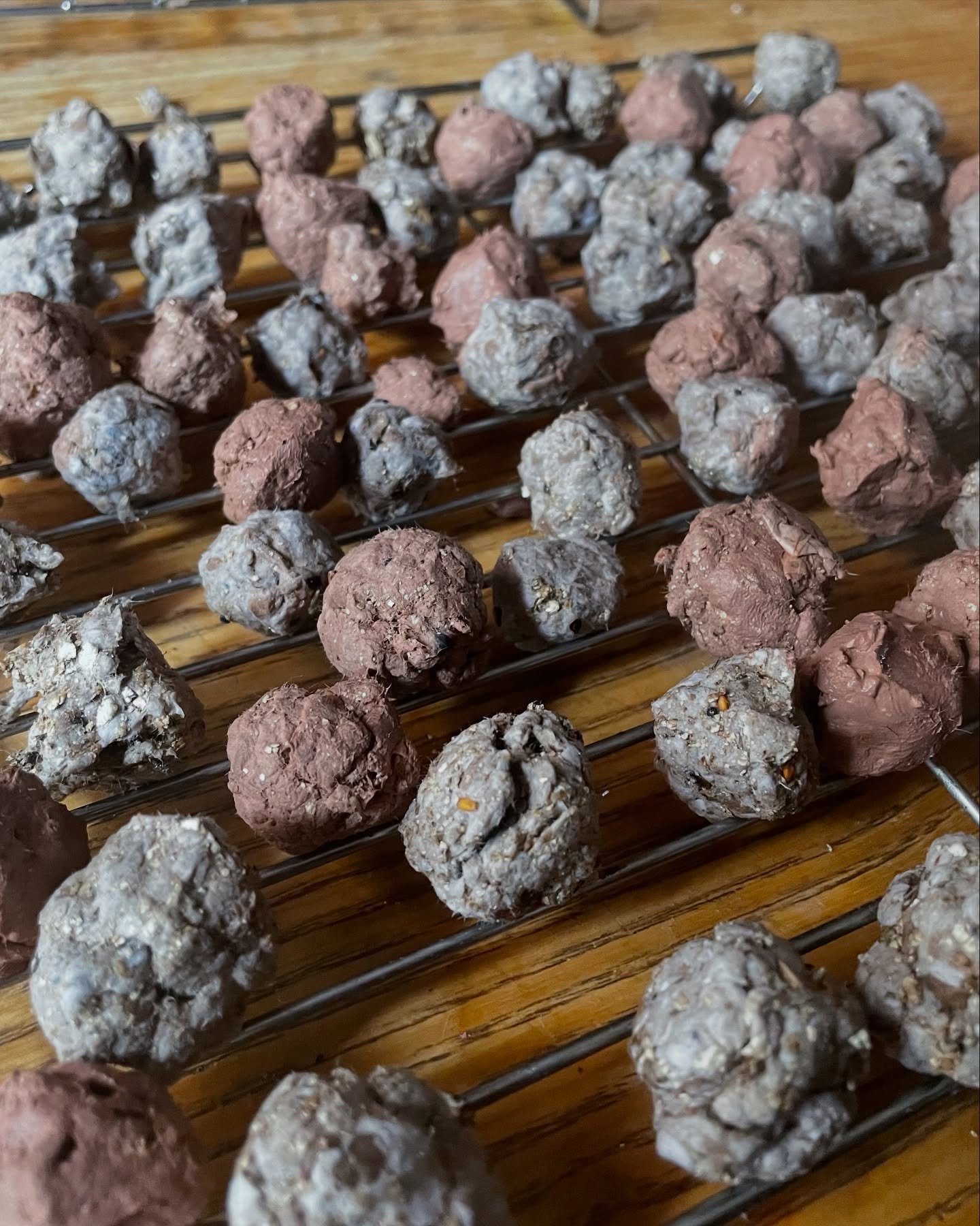 Seed bombs as catharsis and resistance! We&rsquo;ll have these to give out at the Spring Equinox walk-in evening. You, too, can blow up your blender by making these with zero skill. #alwaysaddmorewater