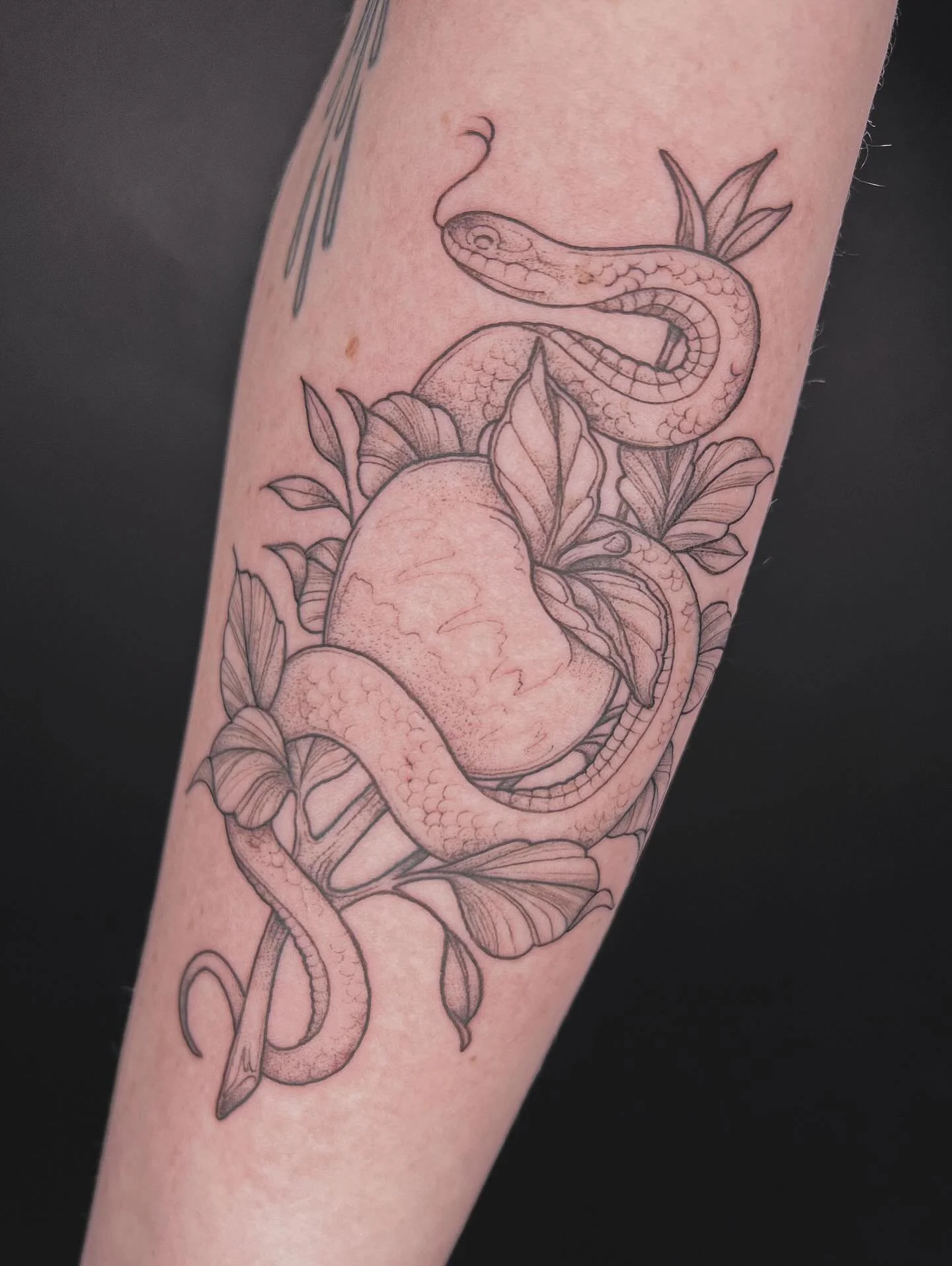 Snek and apple for A 🖤✨ you da best! 
.
Going to be sharing some exciting news with you all soon! Stay tuned 👀
.
.
.
.
#tattoo #tattoos #snake #snaketattoo #naturetattoo #planttattoo #apple #appletattoo #nature #blackandgreytattoo #tattoosofinstagr