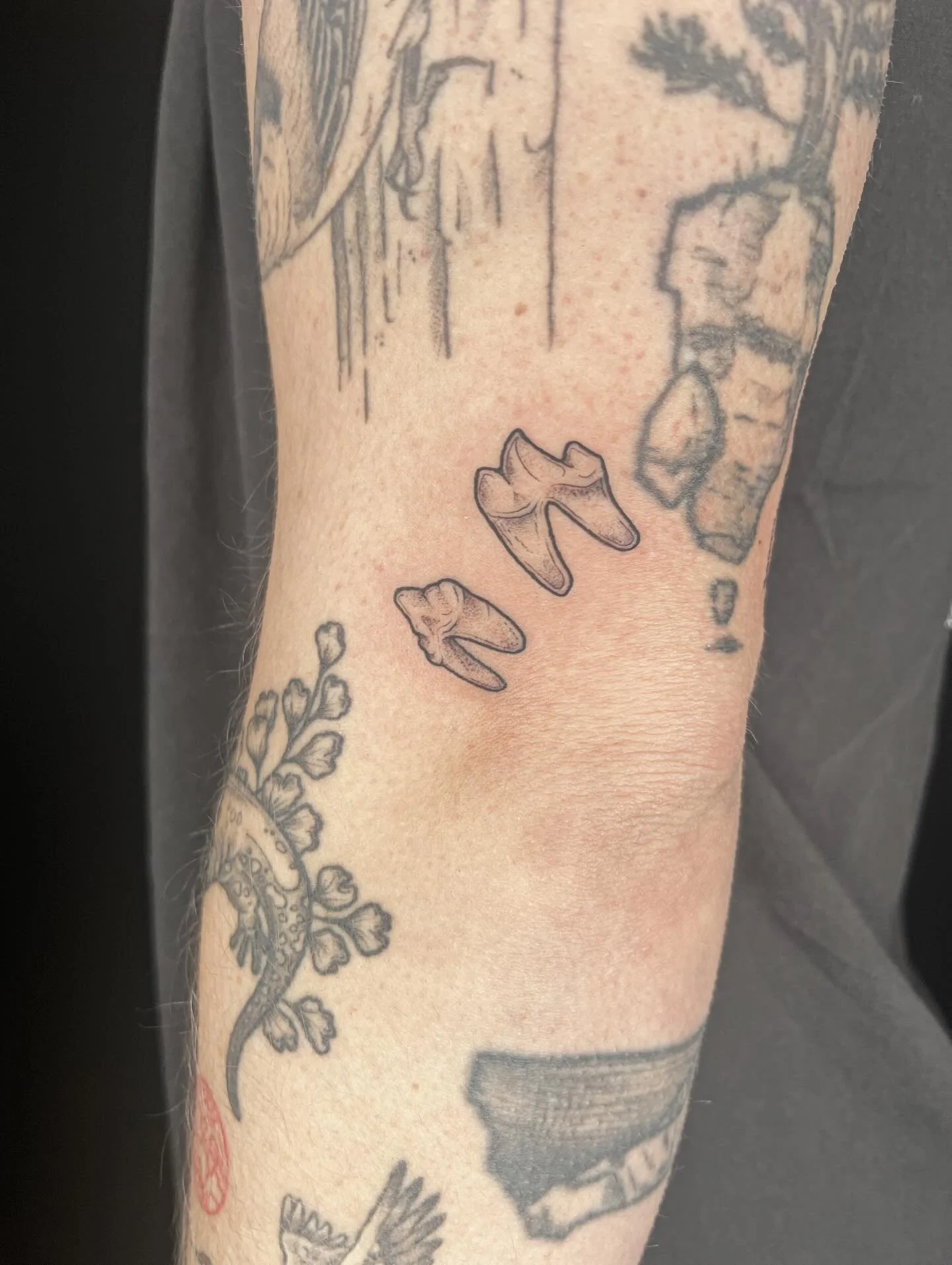 Some toofs and a healed salamander for J 🦷🦎 it was a blast hanging out and talking birds and nature with ya!
.
.
.
.
#tattoo #naturetattoo #blackandgreytattoo #michigantattooartist femaletattooe