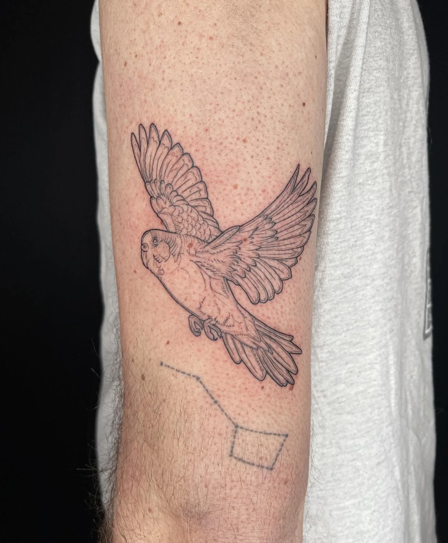 A buddy budgie for D! So happy with how this cutie patootie turned out ❤️🦜
.
Also! My books are open for March and onwards! Booking form link is in my bio ☺️❤️
.
.
.
.
#birdtattoo #naturetattoo #michigantattooartist #femaletattooartist #queertattooa