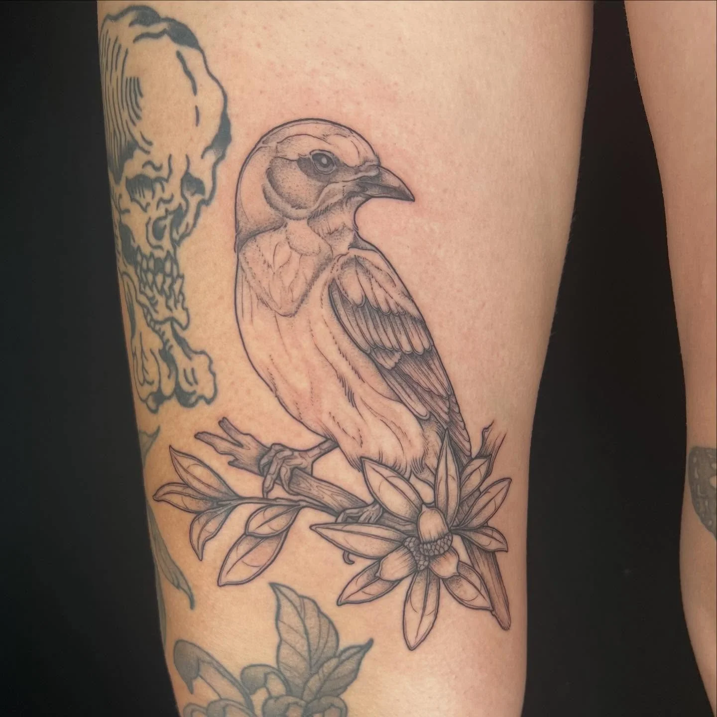 Had an absolute blast doing this Florida Scrub-Jay tattoo for fellow bird-lover and tattoo-doer @mjo.tattoo 🌿❤️ such a good time!
.
.
.
.
#birdtattoo #naturetattoo #michigantattooers #blackandgreytattoo #femaletattooer
