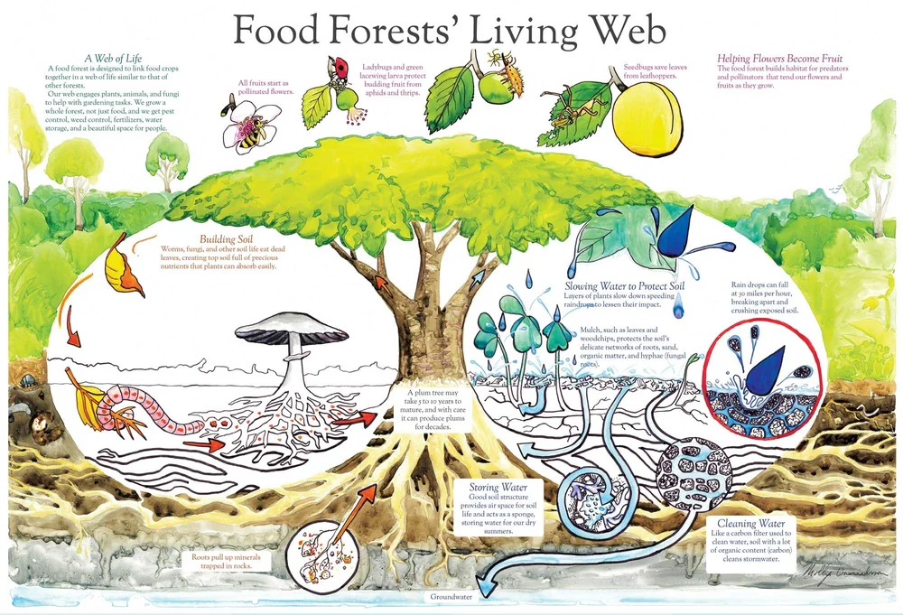 “Food Forest Living Web”, Permaculture Action Network