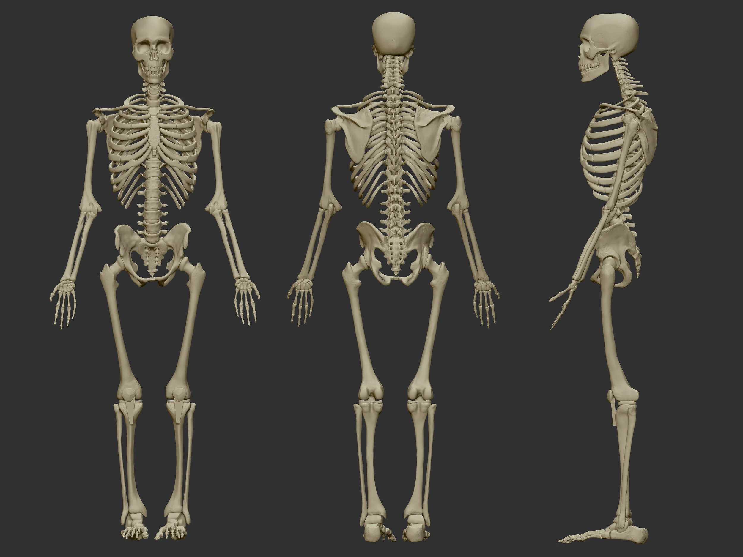 Skeleton