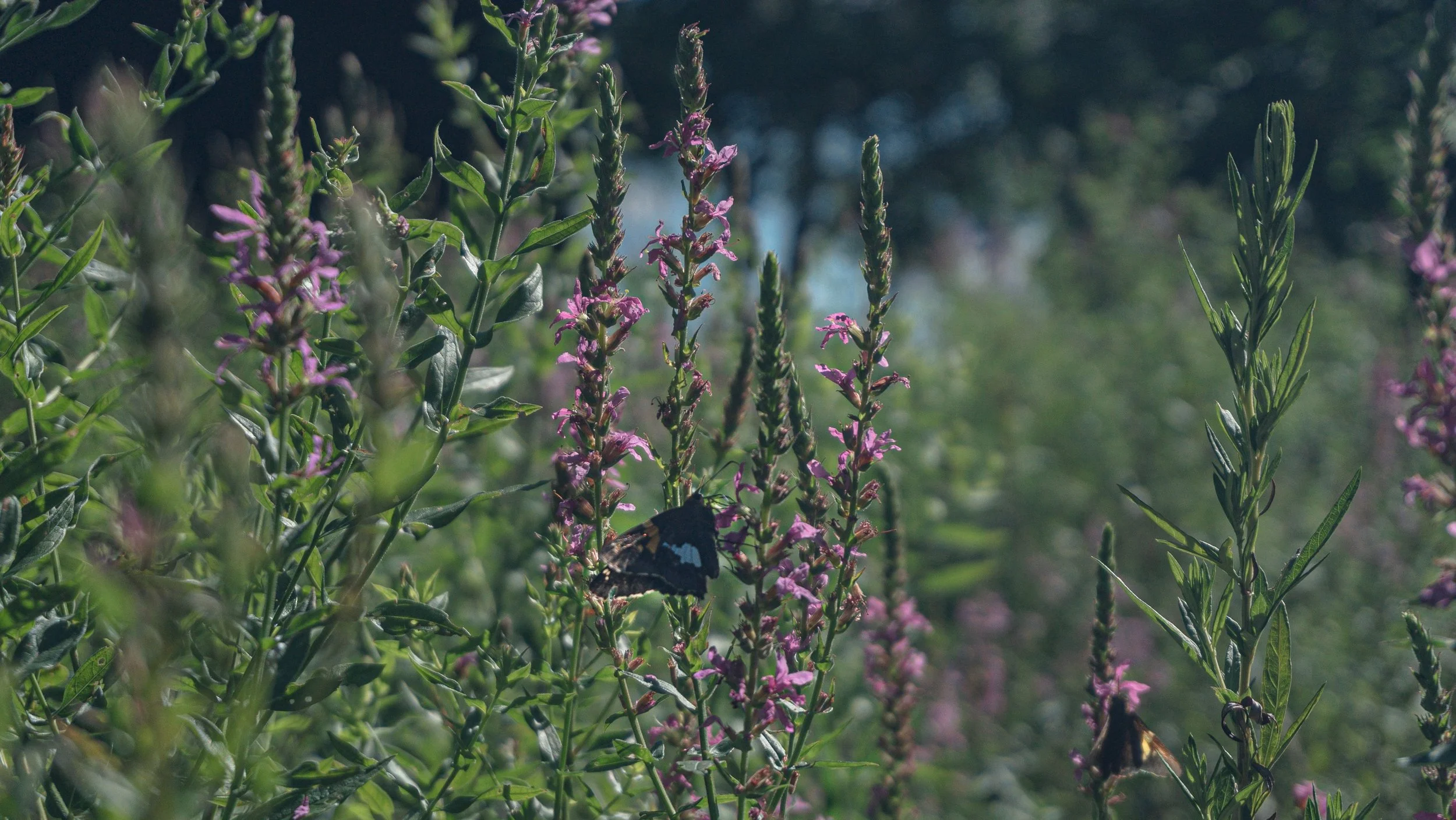 Close-up of pink flowering plants with a butterfly resting on one of the flowers in a lush garden or meadow.