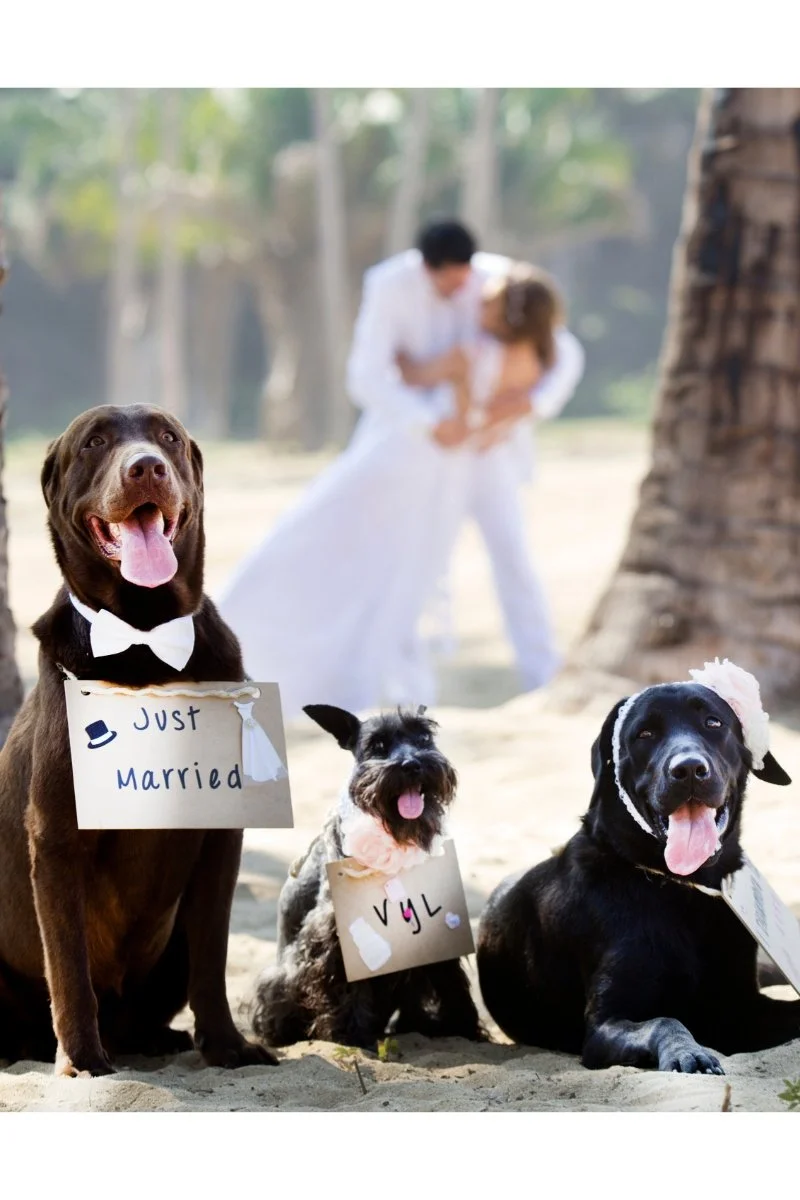 Dog-Friendly Weddings
