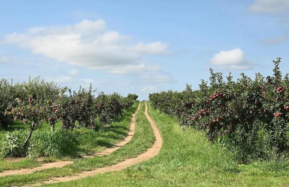 Apple orchard at Greig Farm
