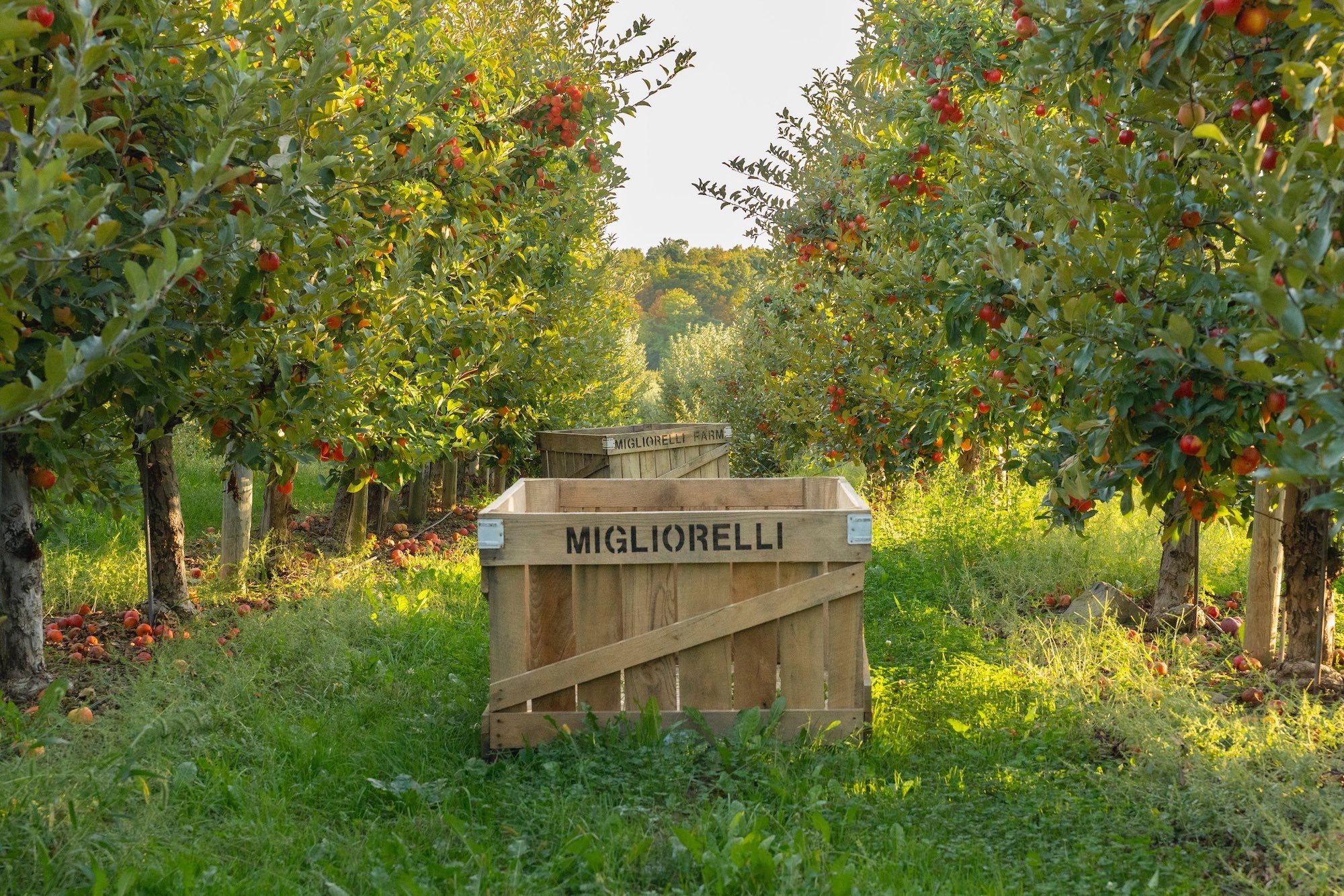 Migliorelli Farms