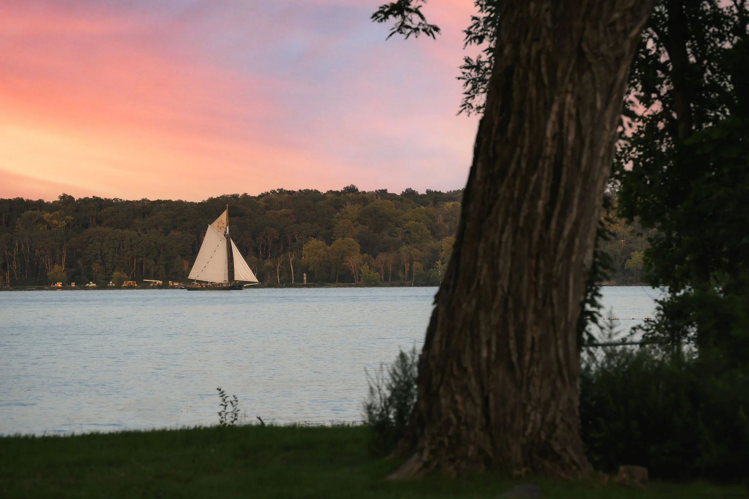 A sailboat with white sails on the calm, Hudson River at sunset, viewed from a grassy lakeshore with a large tree trunk in the foreground and a tree line in the background.