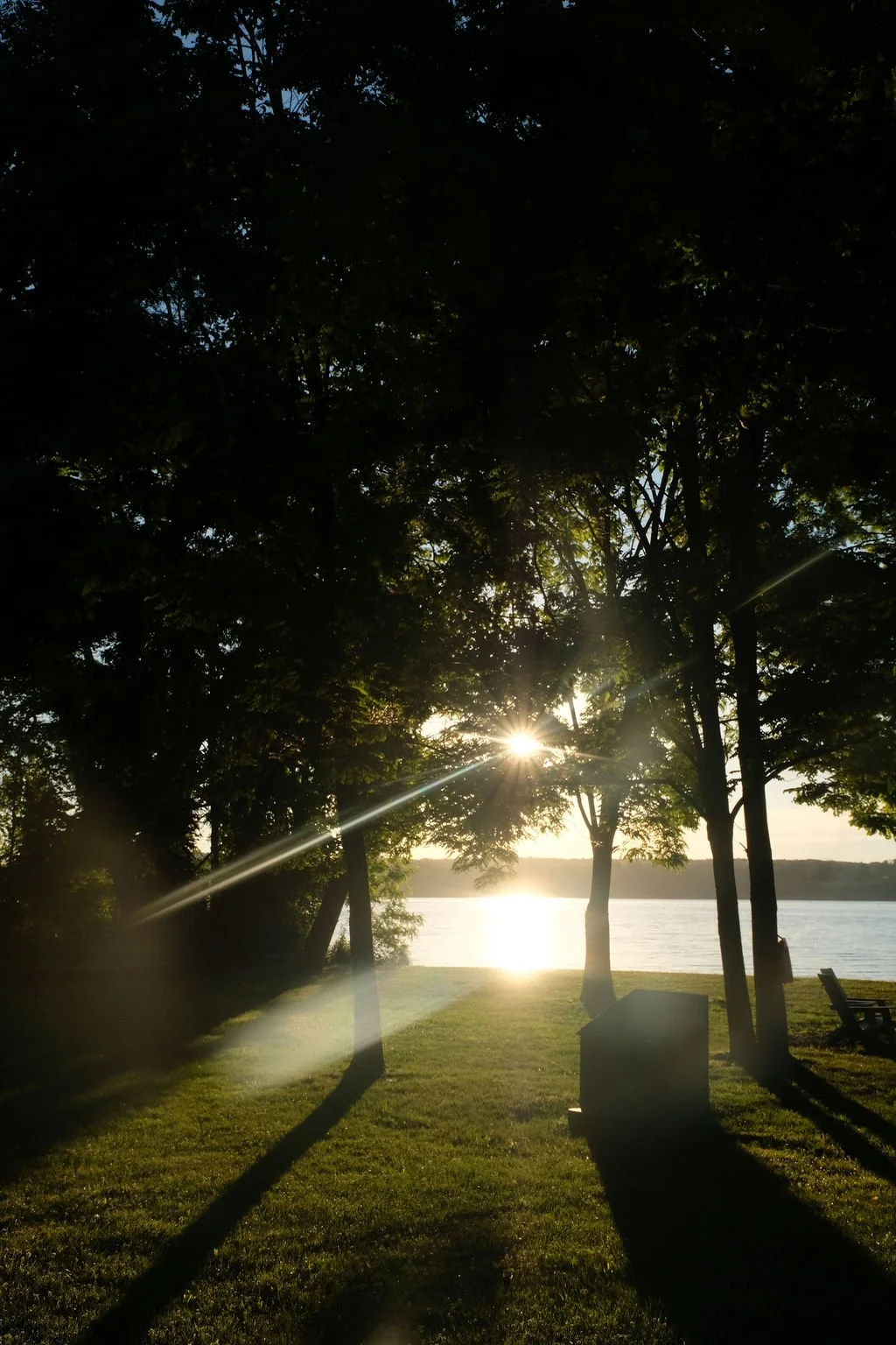 Sunset over the Hudson River seen through a cluster of trees, casting long shadows on the grassy shore, with benches nearby.