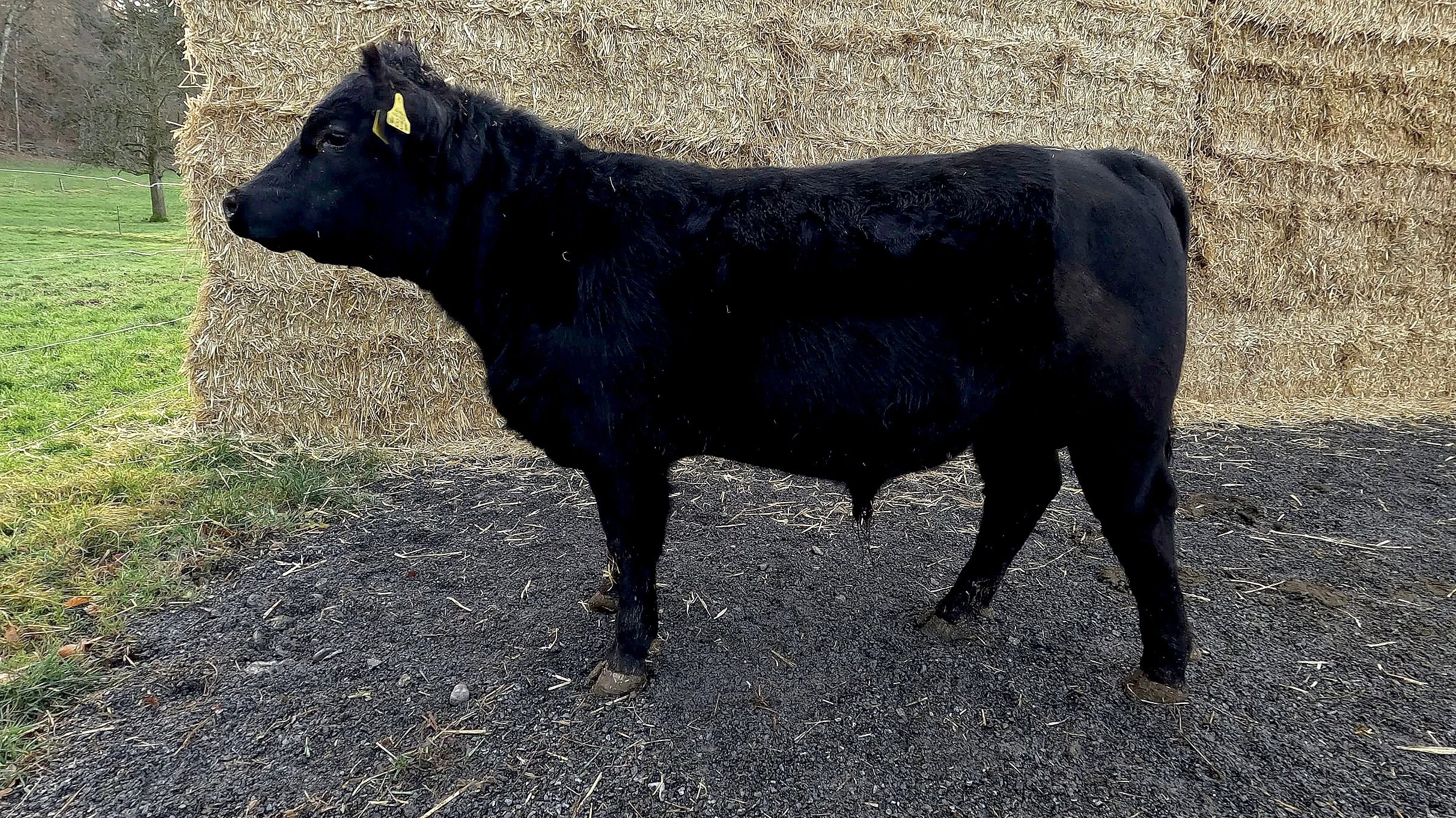 AngusZuchtstiere im Angebot — Eichenberger Angus