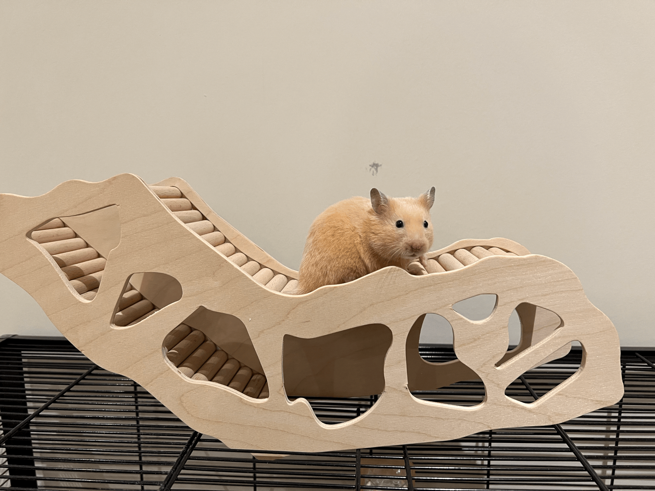 tempImageMinzT5.gif