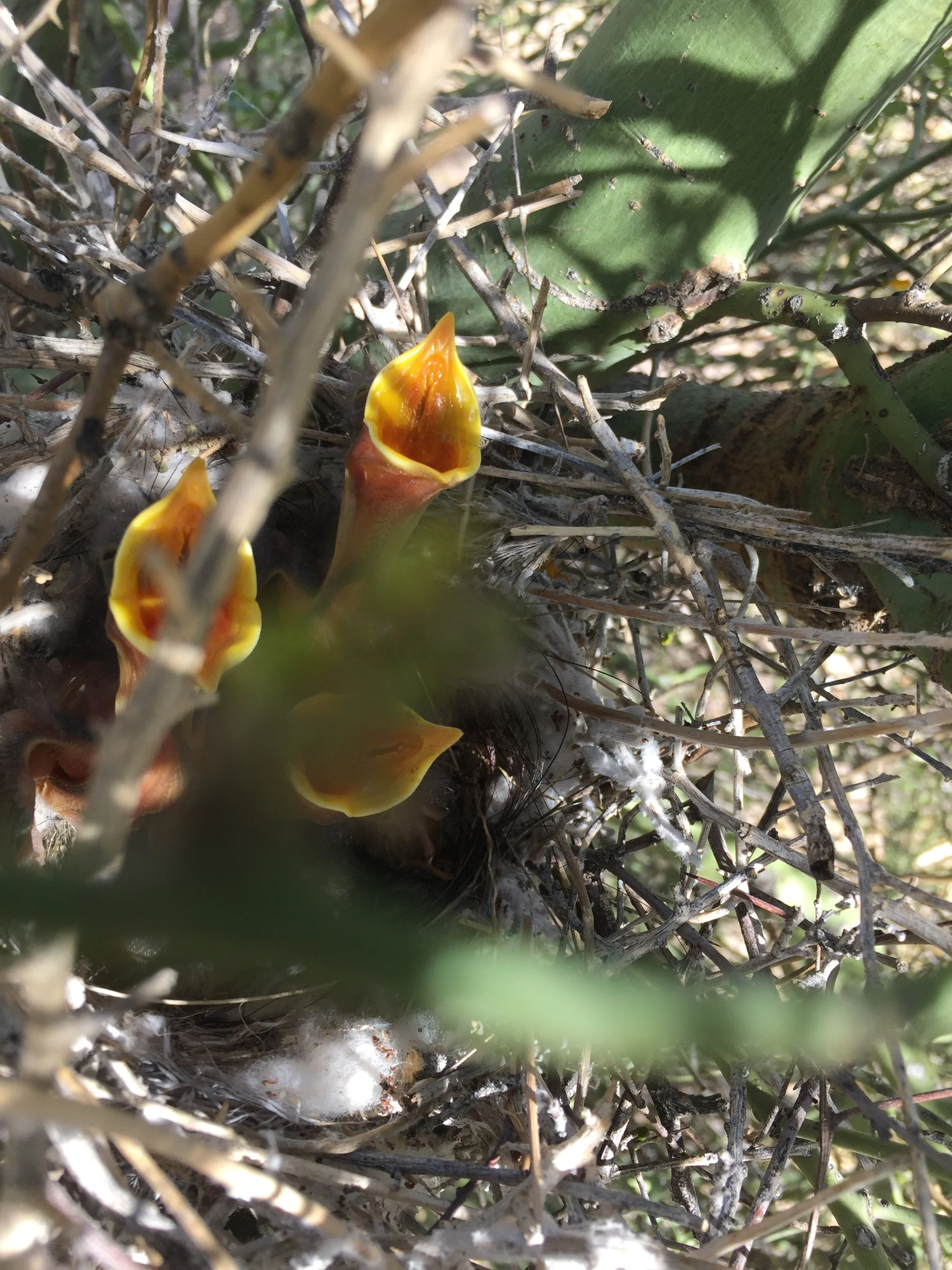 Mockingbird chicks.JPG