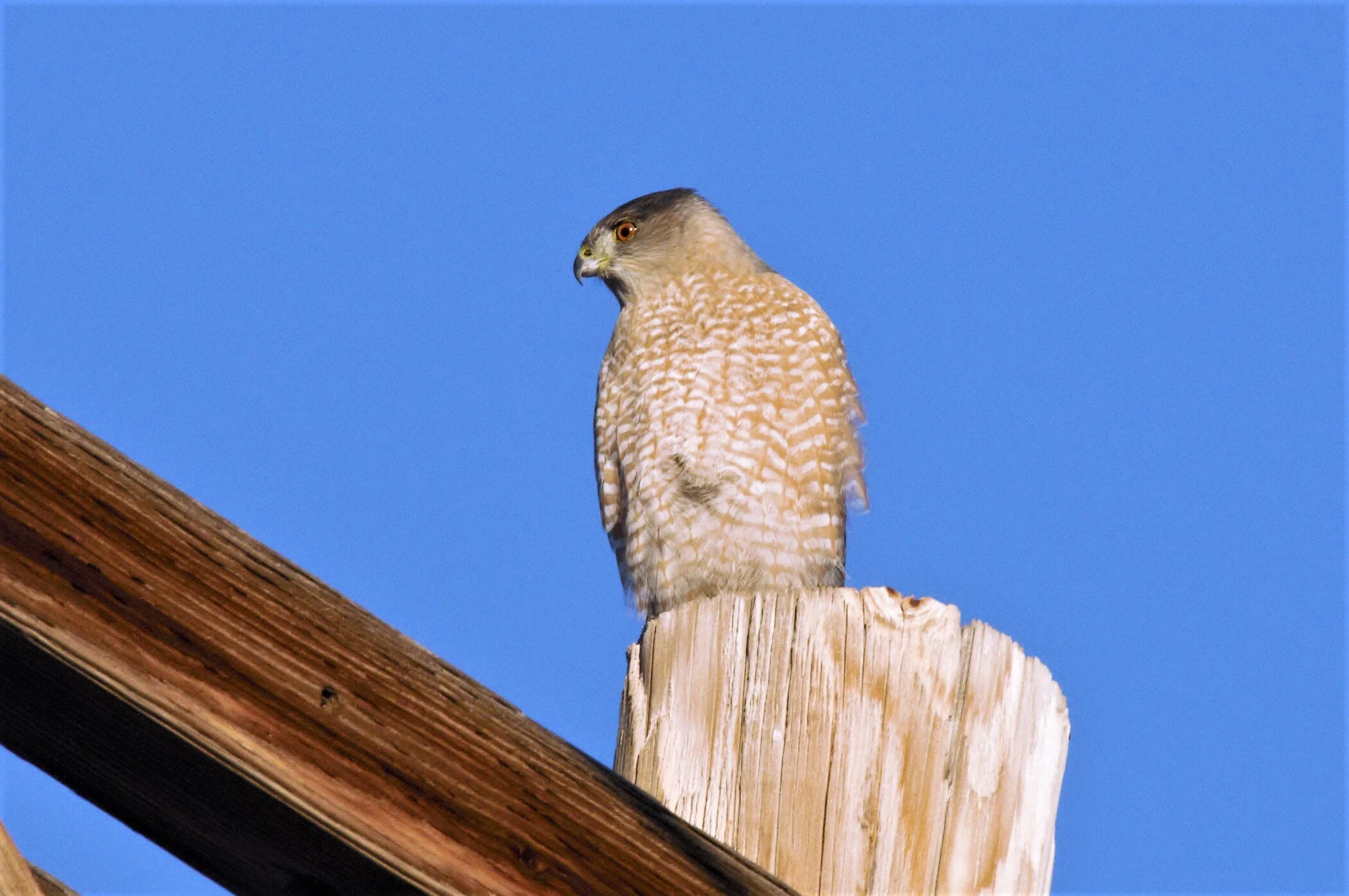 Cooper's Hawk 01 Kendall Kroesen.jpg