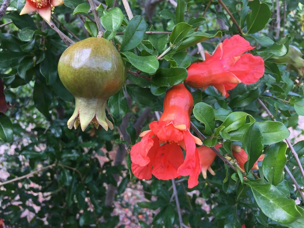 Pomegranate fruit and flowers, ppt, Kendall Kroesen.jpg