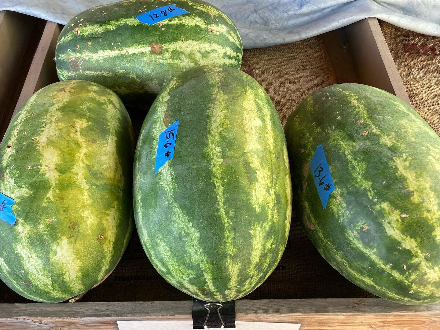 We still have Tohono O&rsquo;odham yellow-melted watermelons! Come see Mission Garden in all its summer lushness! #tohonooodhamyellowmeatedwatermelon #heirloomproduce #heirloomgardening #heritageorchard #tucsoncityofgastronomy #missiongarden