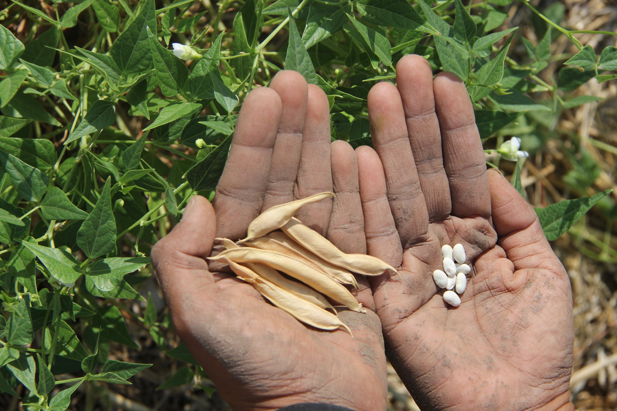 Maegan's hands holding teparies [Dena Cowan].jpg