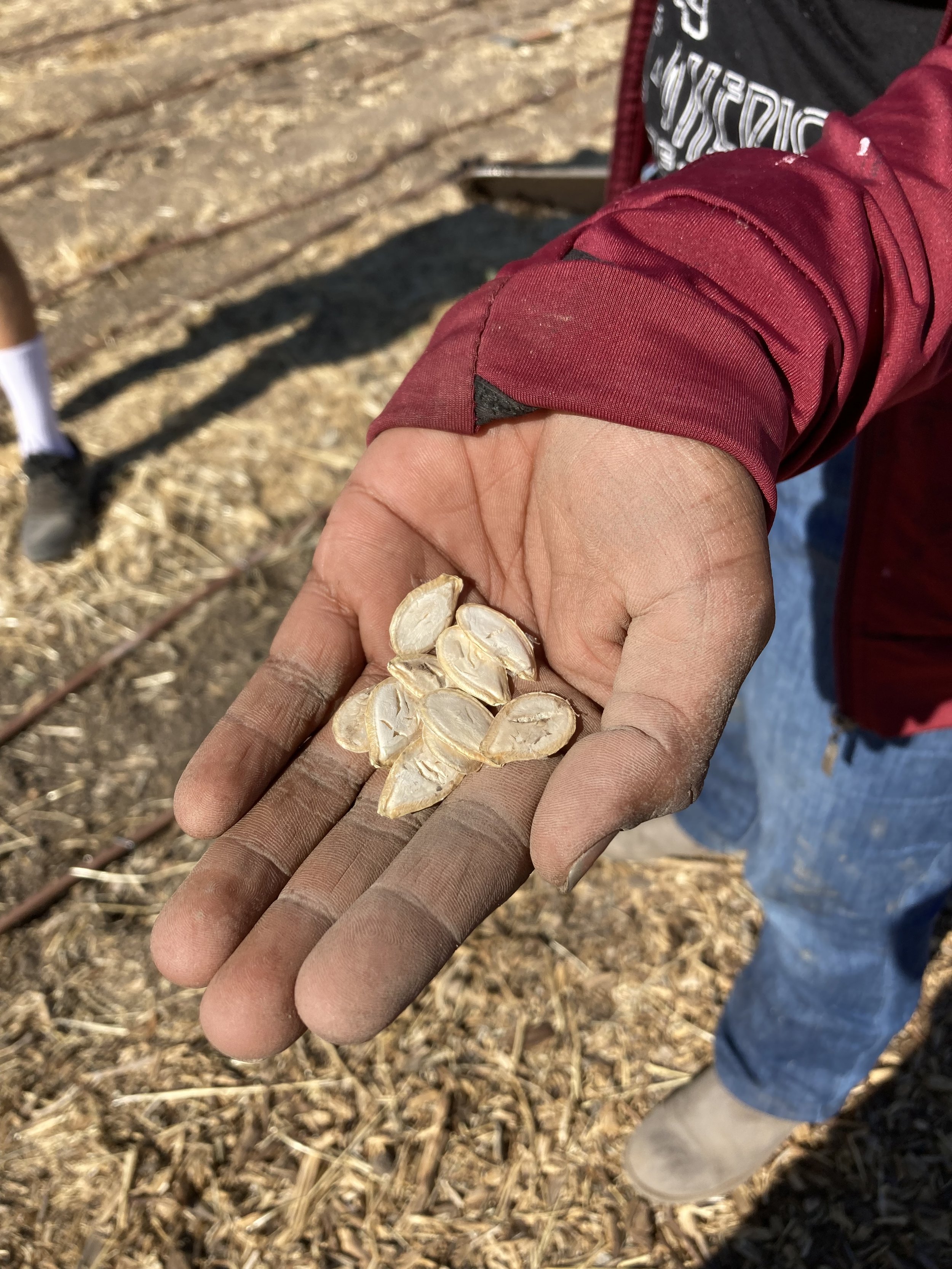 Maegan Lopez's hand with O'odham squash seeds [Kendall Kroesen].jpg