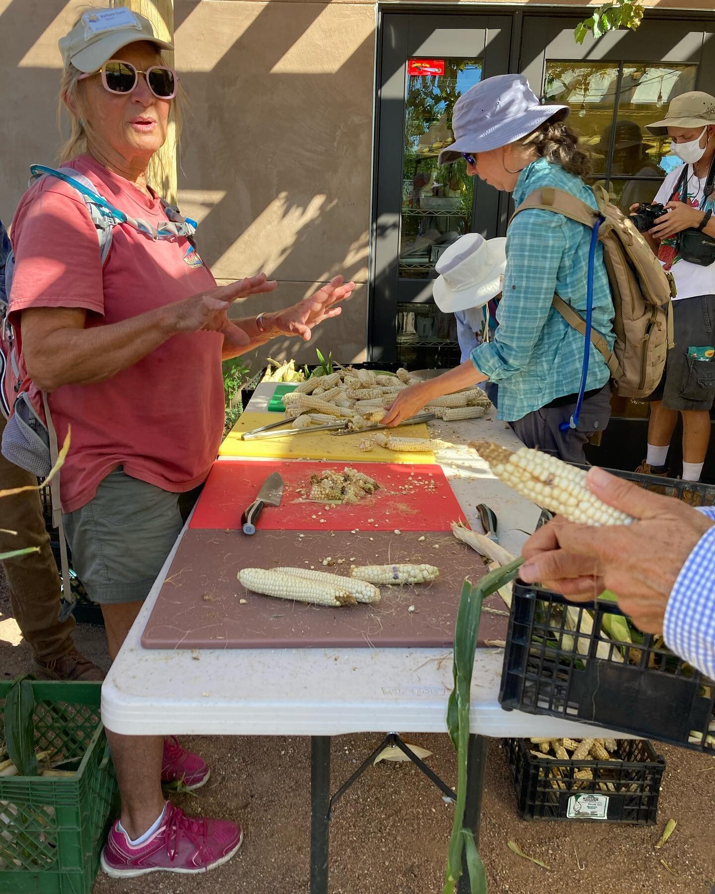 Volunteers harvested our 60-day corn! Some of it is being roasted, preserved and stored as &ldquo;Chico&rsquo;s,&rdquo; coarsely ground corn meal. Other will be saved for seed. And of course we&rsquo;re going to eat some right away, with salsa, butte