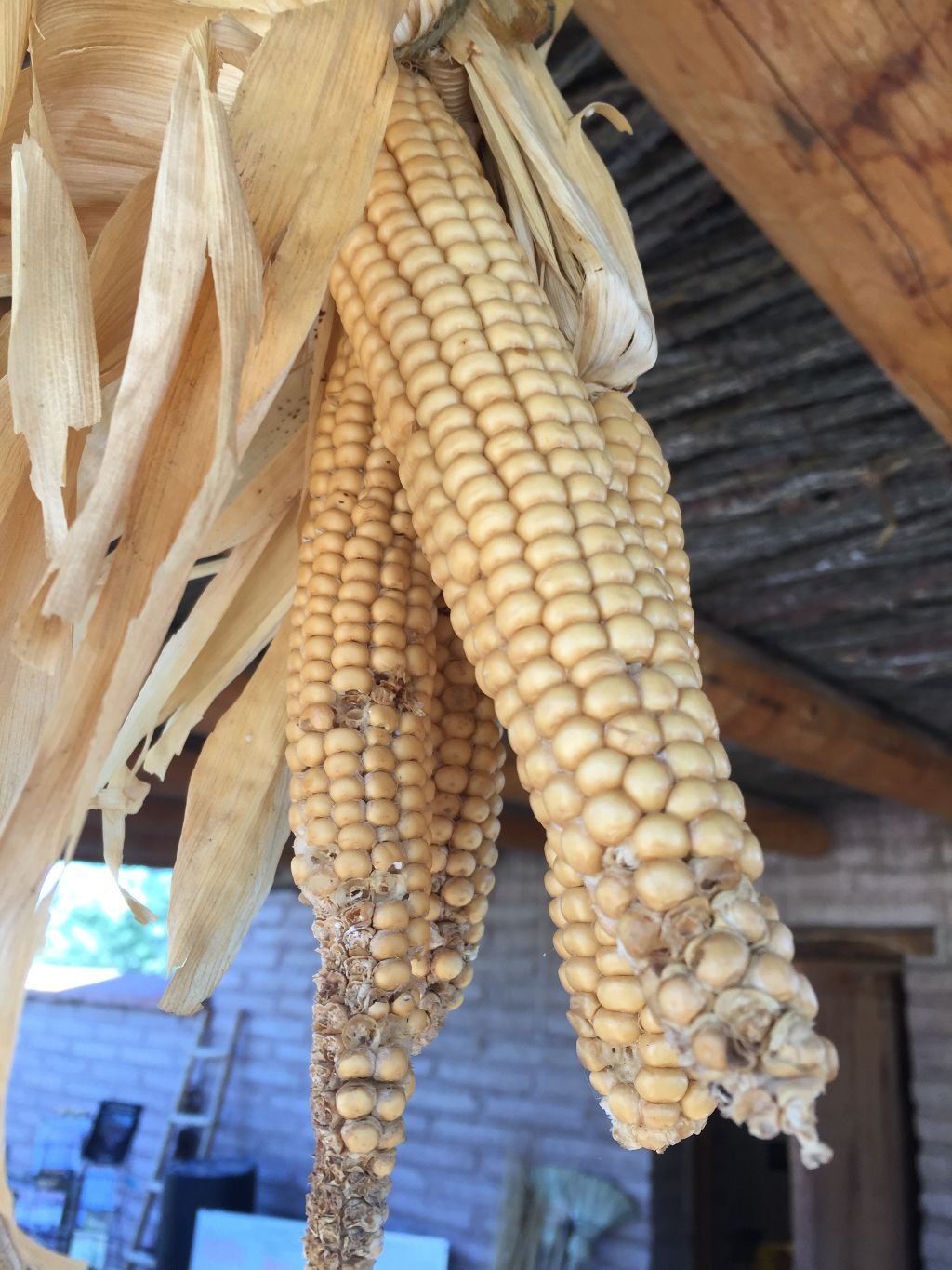 Pima 60-day corn Kendall Kroesen.JPG