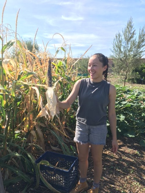Harvesting corn 