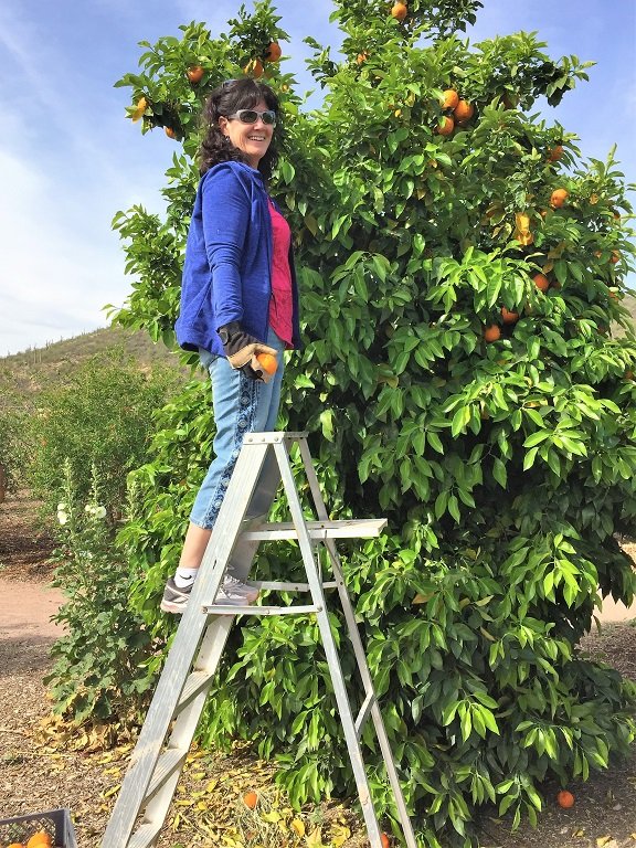 Texas Instruments volunteer picking oranges