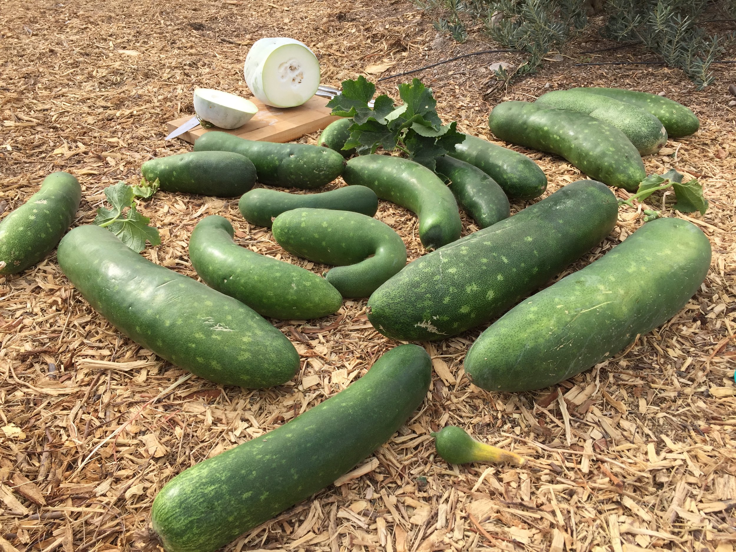 Fuzzy melons harvested from Chinese Garden [Kendall Kroesen].JPG