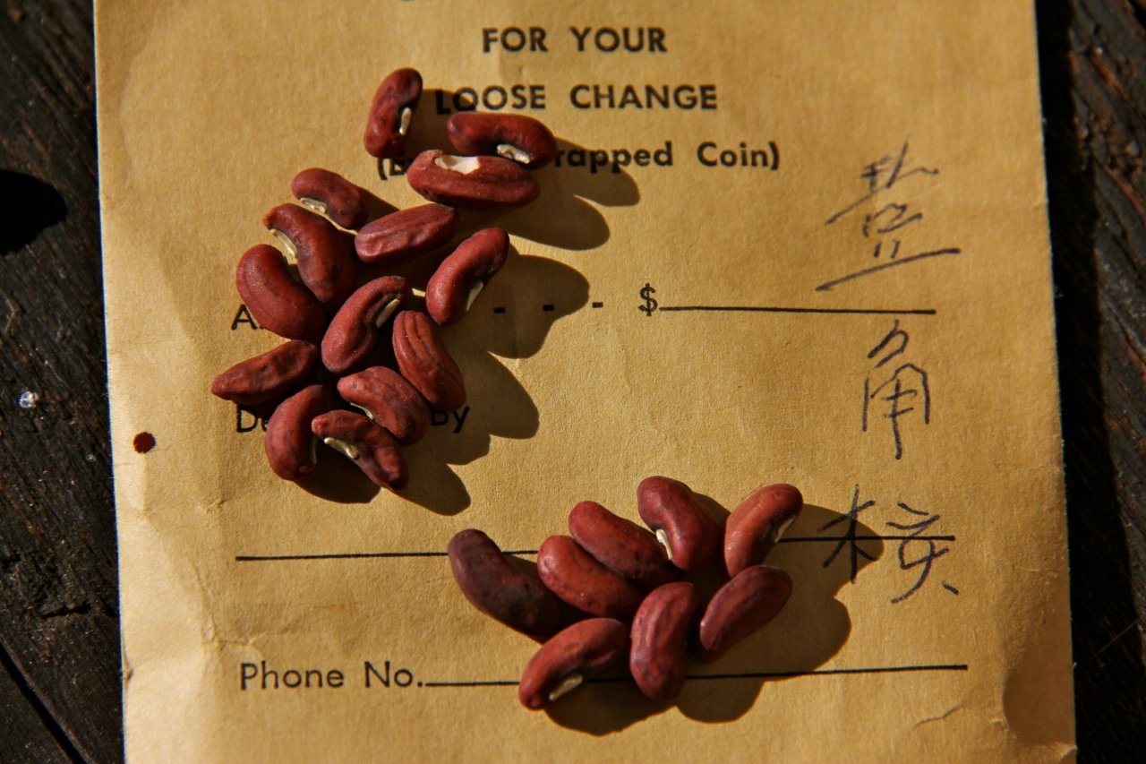 Chinese Garden Wing Lim's Long bean seeds.jpg