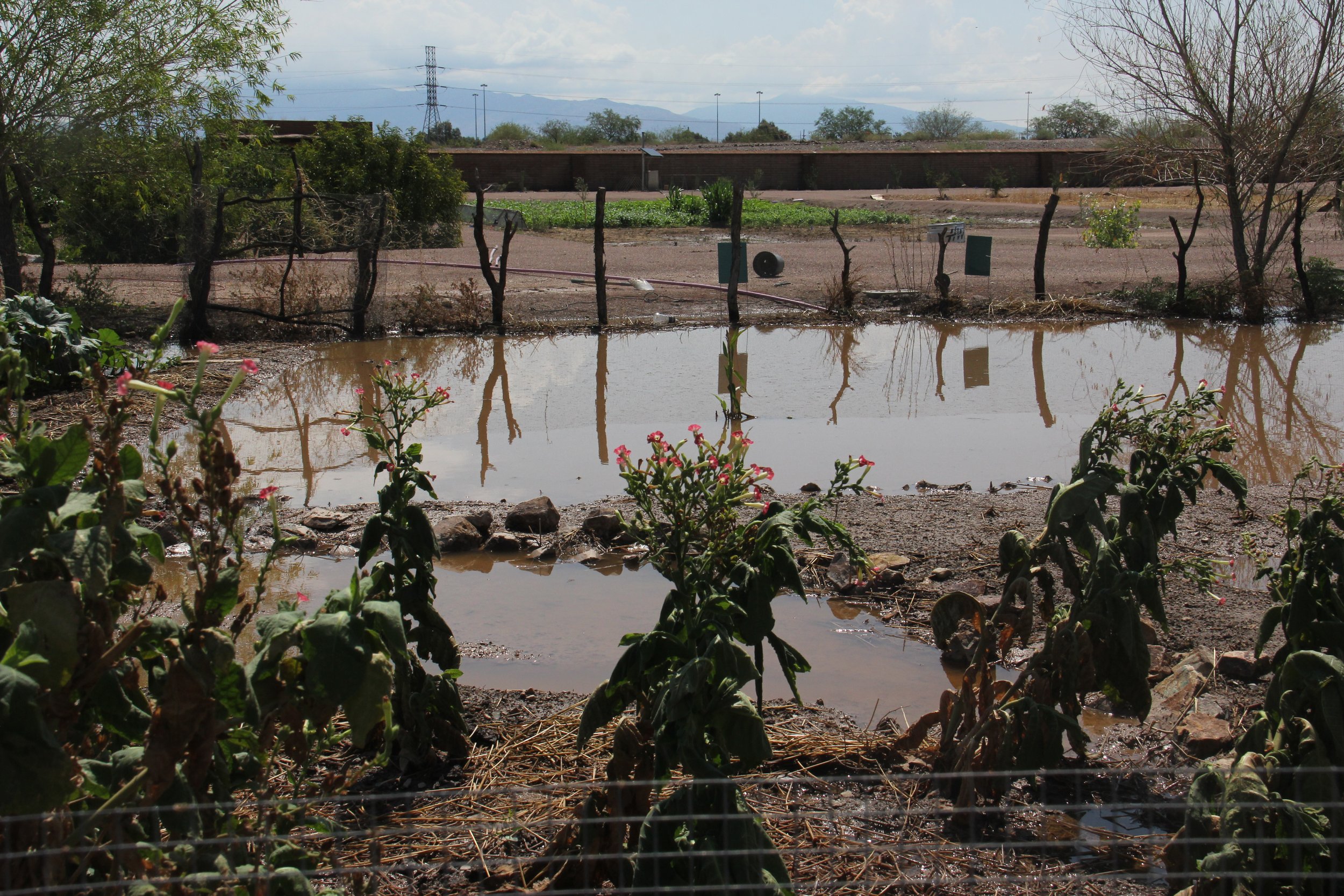 2017 July 20 flooded o'odham garden (Dena).JPG