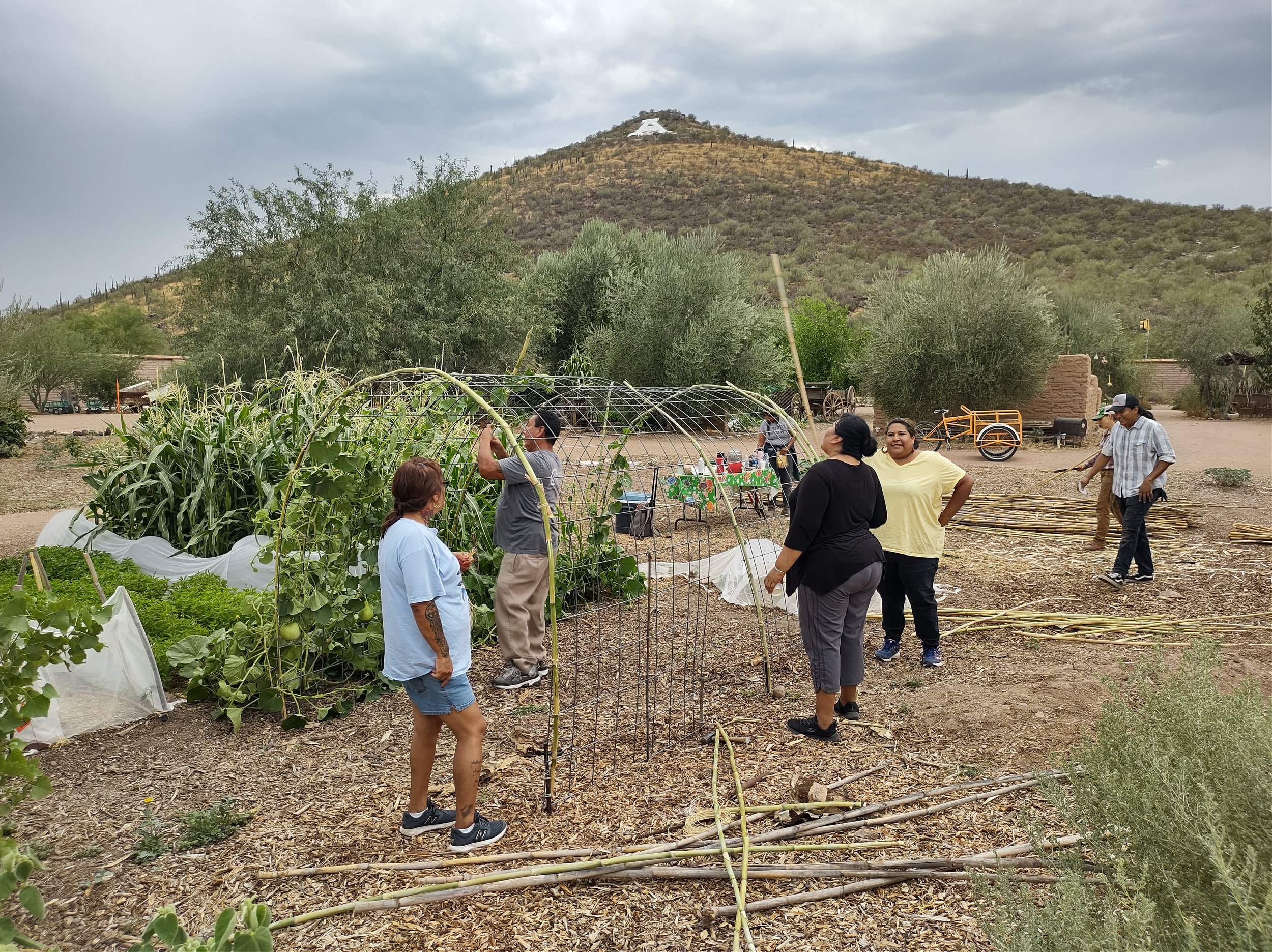 Yoeme Garden volunteers building arbor for gourds summer 2022 (Dena).jpg