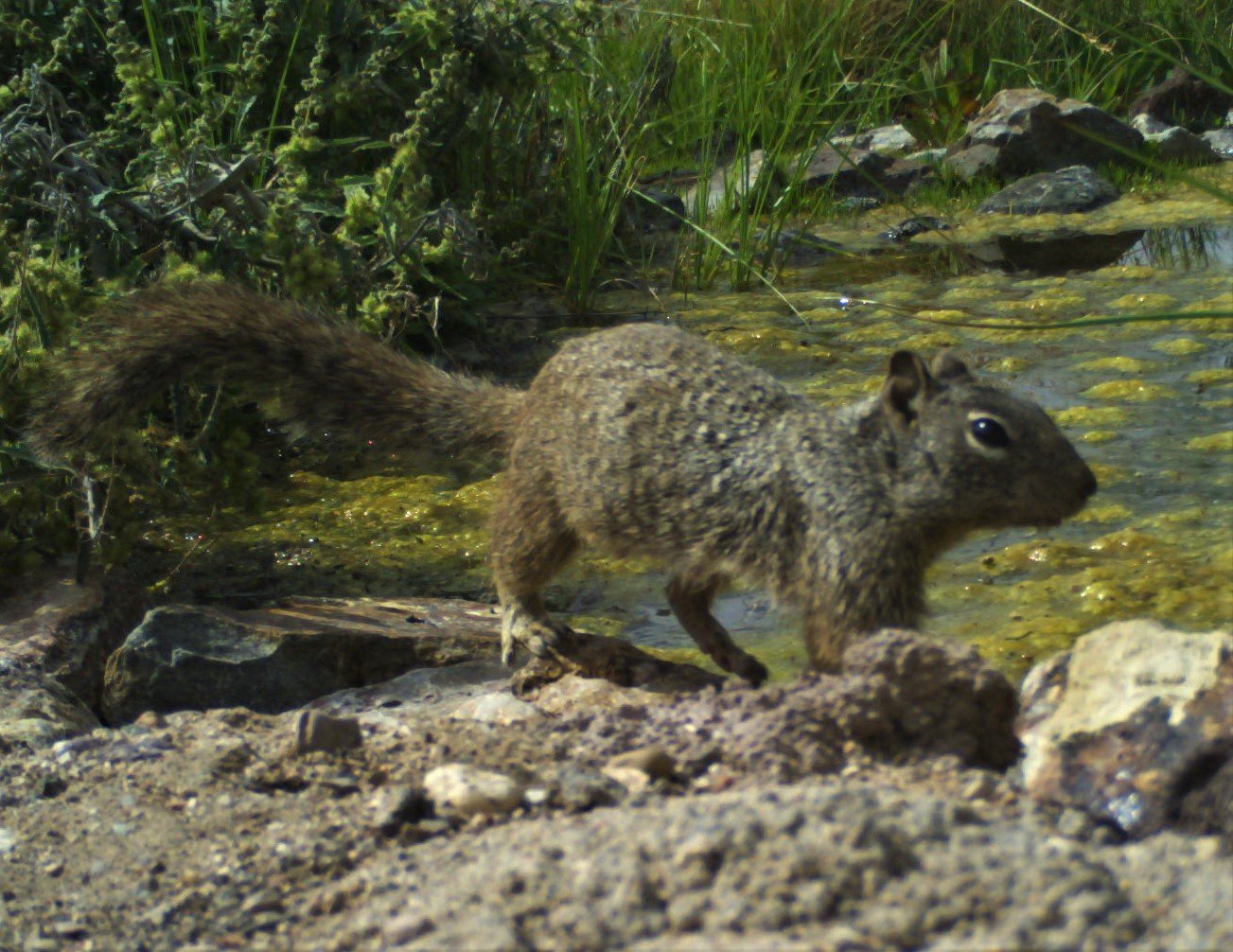 20200418 rock squirrel (2).JPG